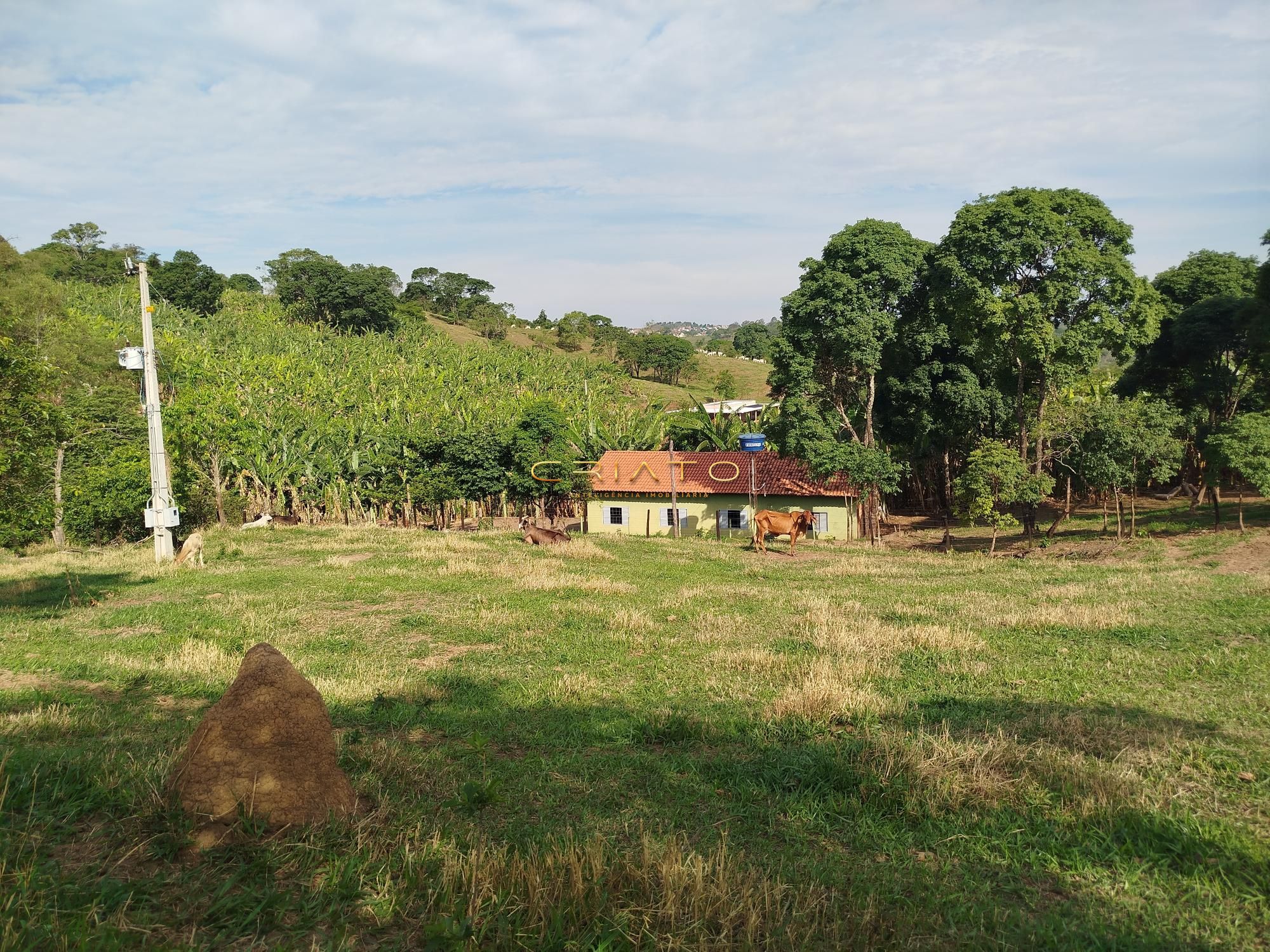 Fazenda à venda com 5 quartos, 18000m² - Foto 1