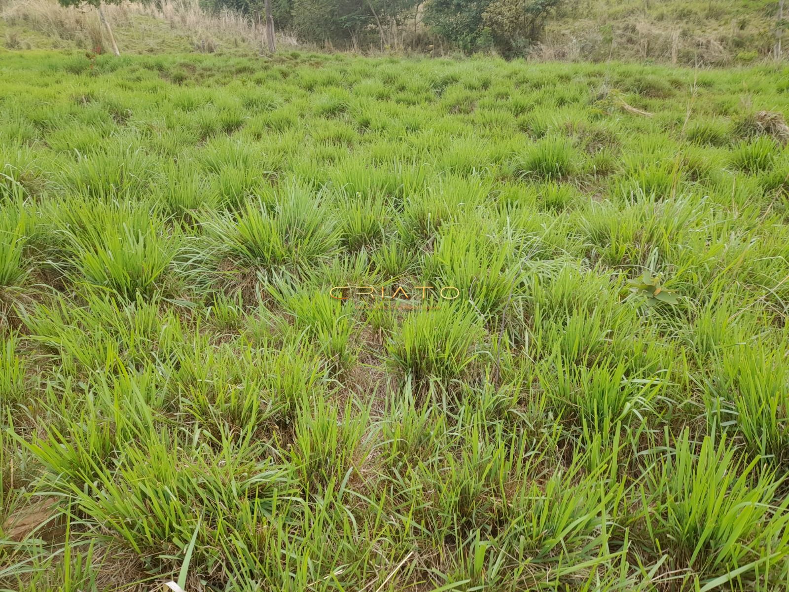 Fazenda, 145 hectares - Foto 20