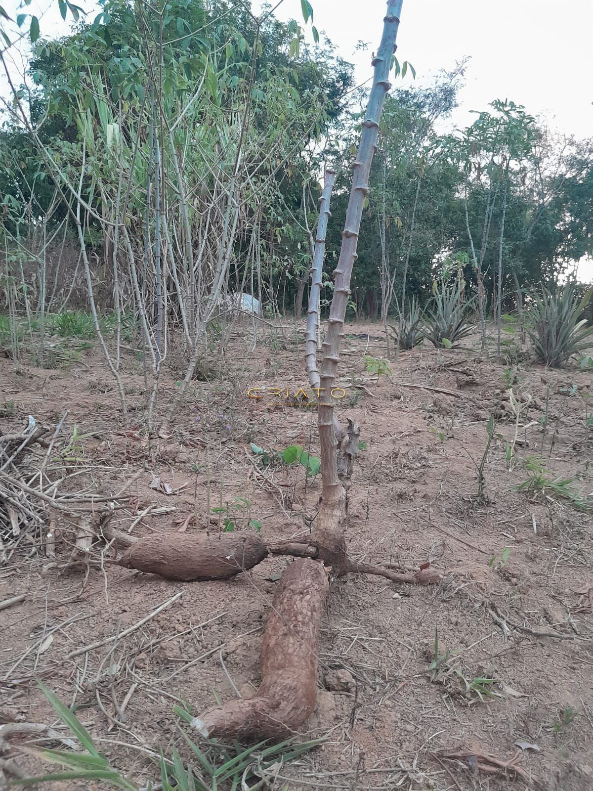 Chácara, 2 quartos, 3640 m² - Foto 18