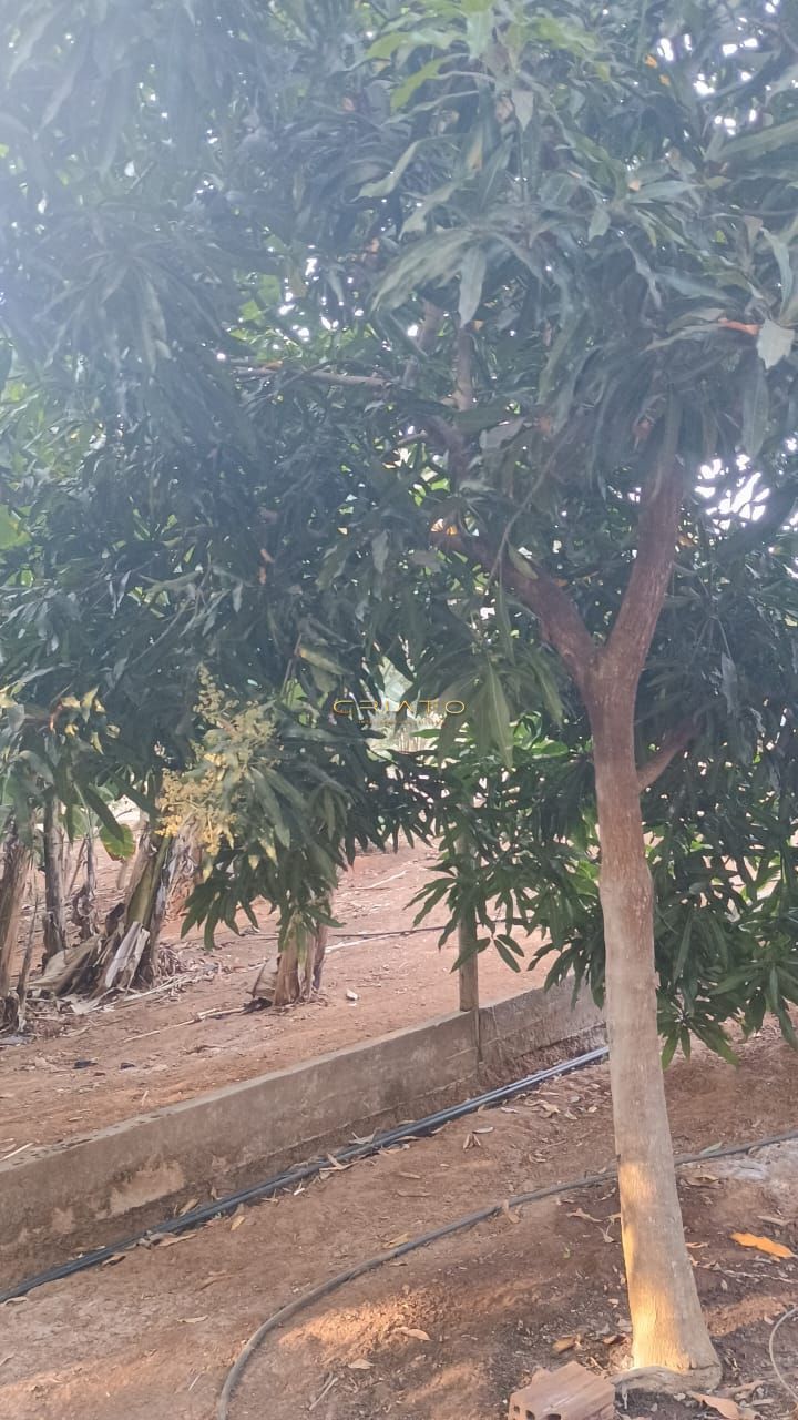 Fazenda à venda com 2 quartos, 3700m² - Foto 33