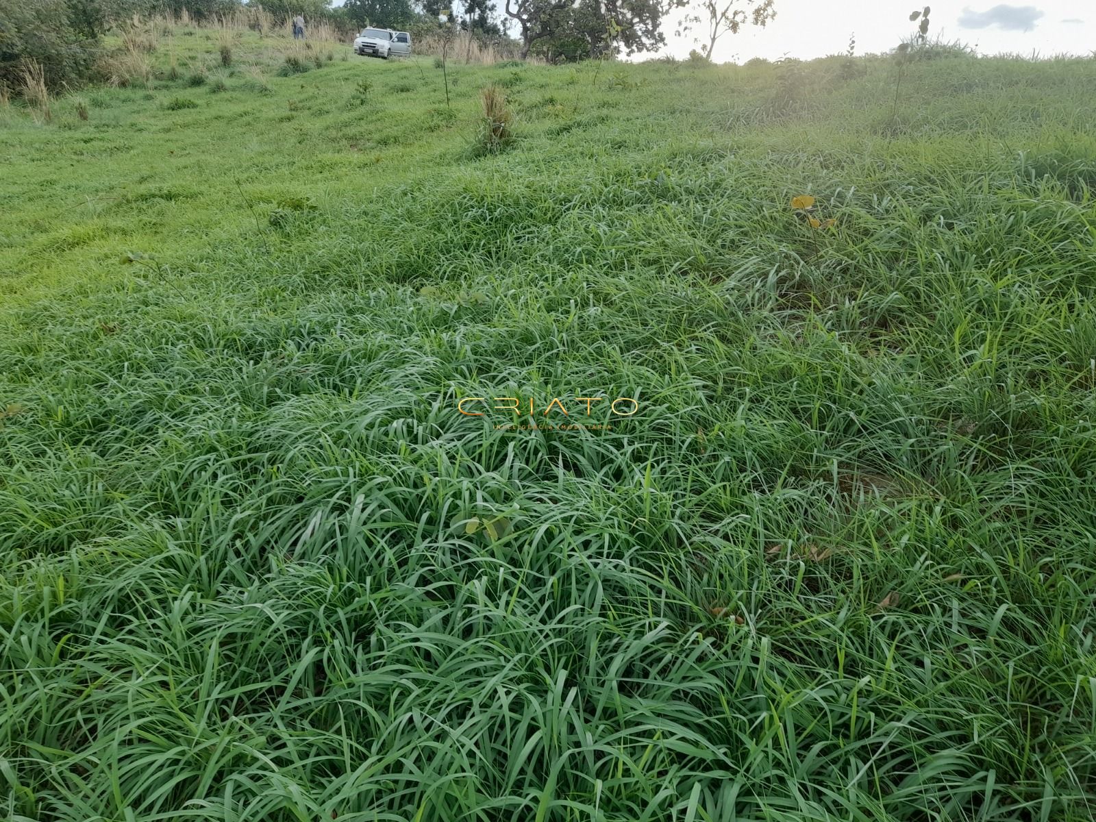 Fazenda, 145 hectares - Foto 22