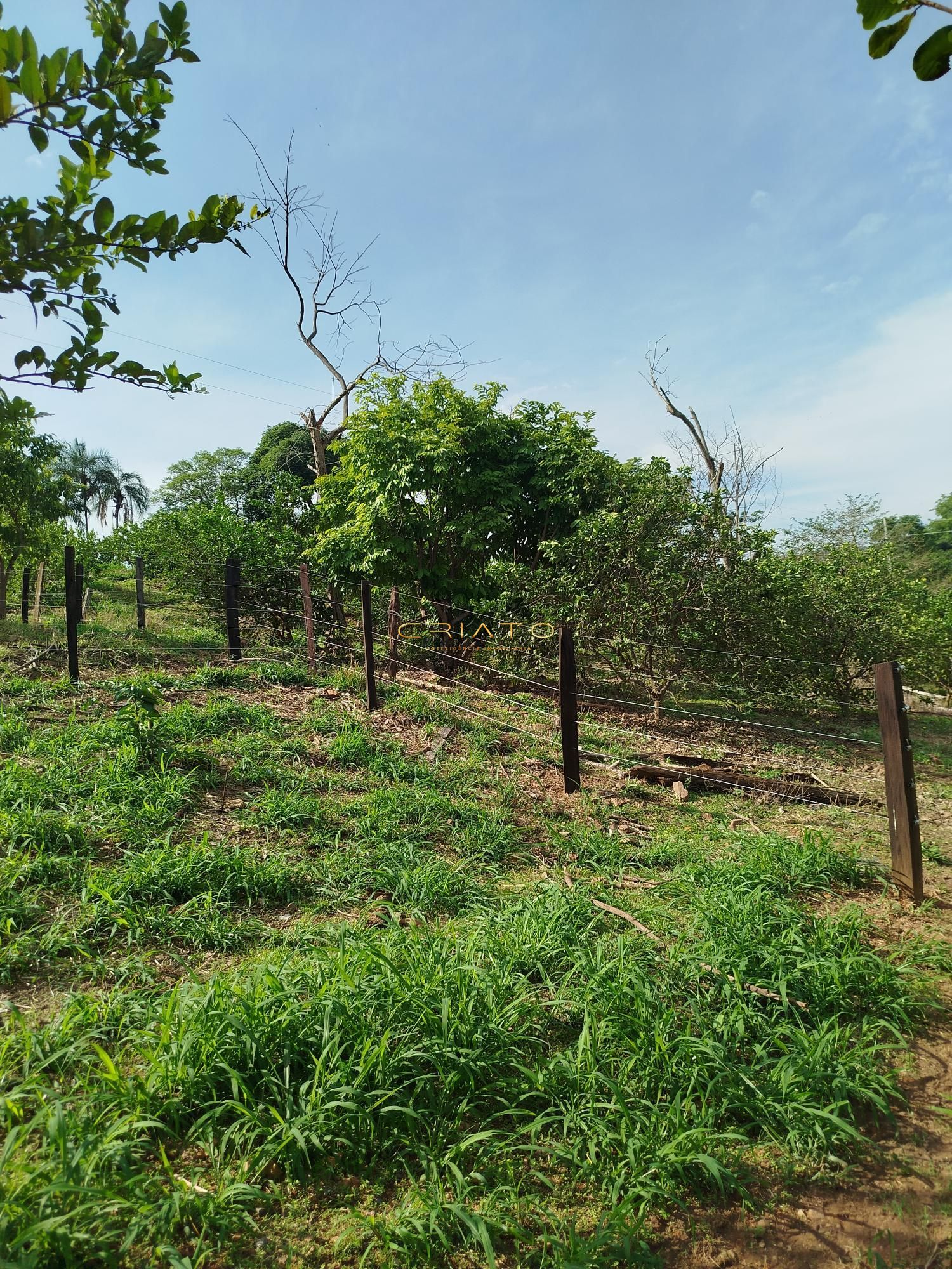 Fazenda à venda com 5 quartos, 18000m² - Foto 4