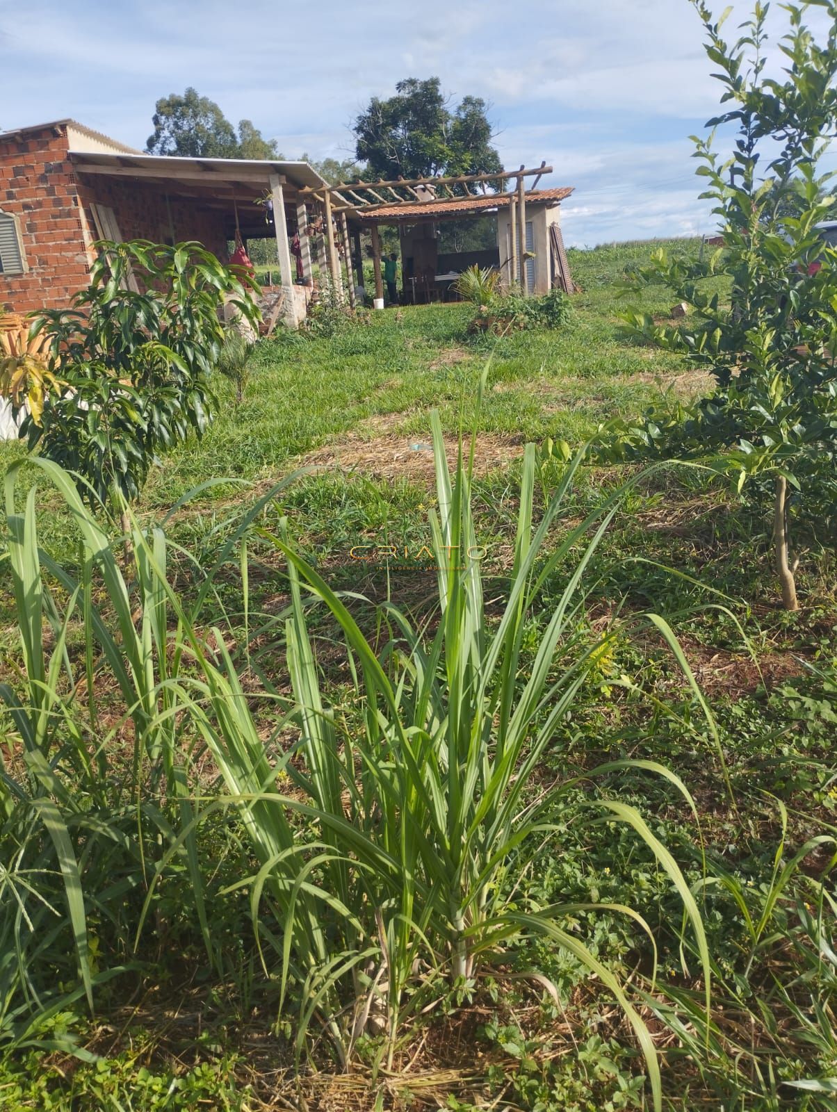 Fazenda/stio/chcara/haras  venda  no Zona Rural - Campo Limpo de Gois, GO. Imveis