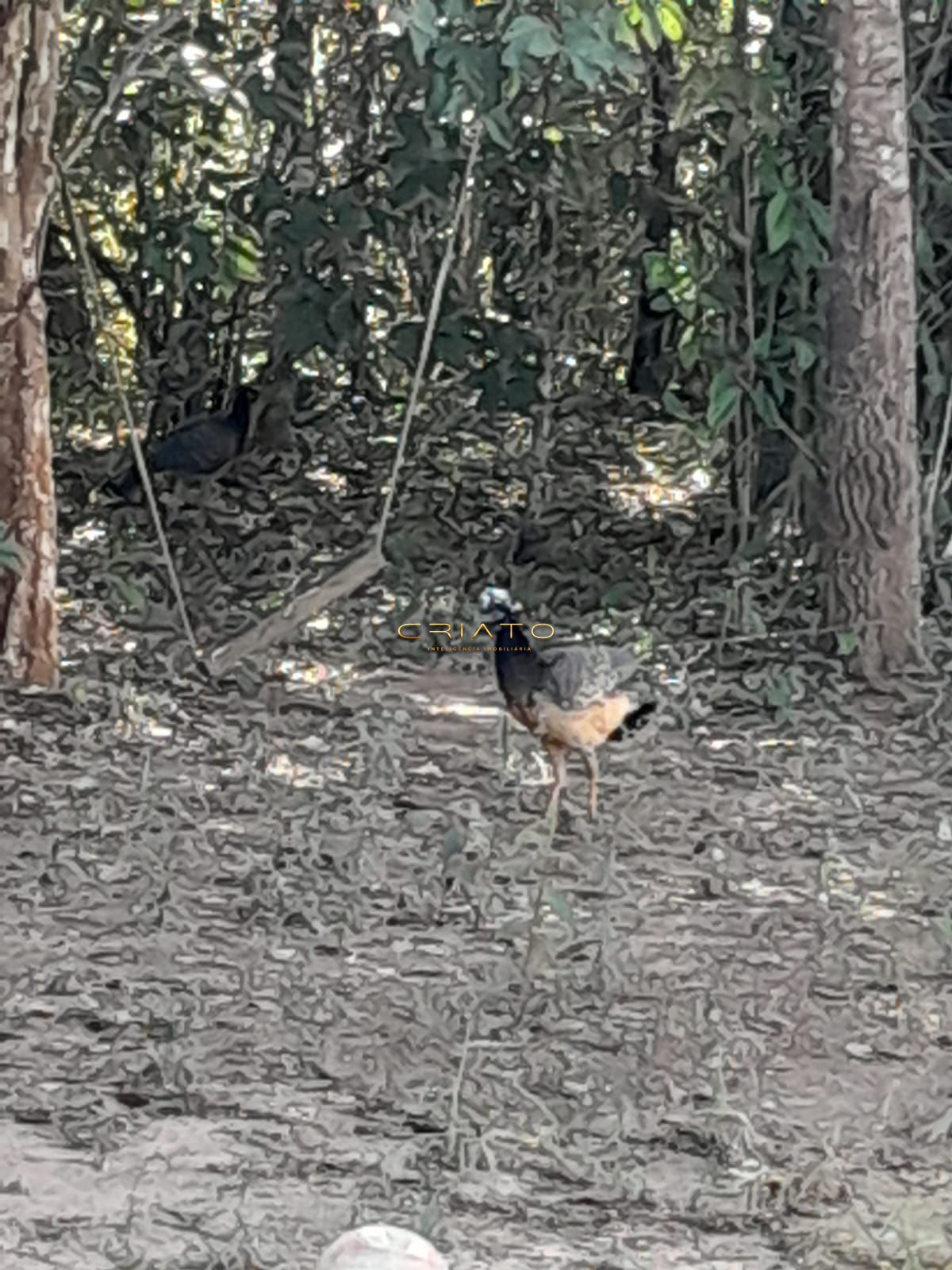 Chácara, 2 quartos, 3640 m² - Foto 17