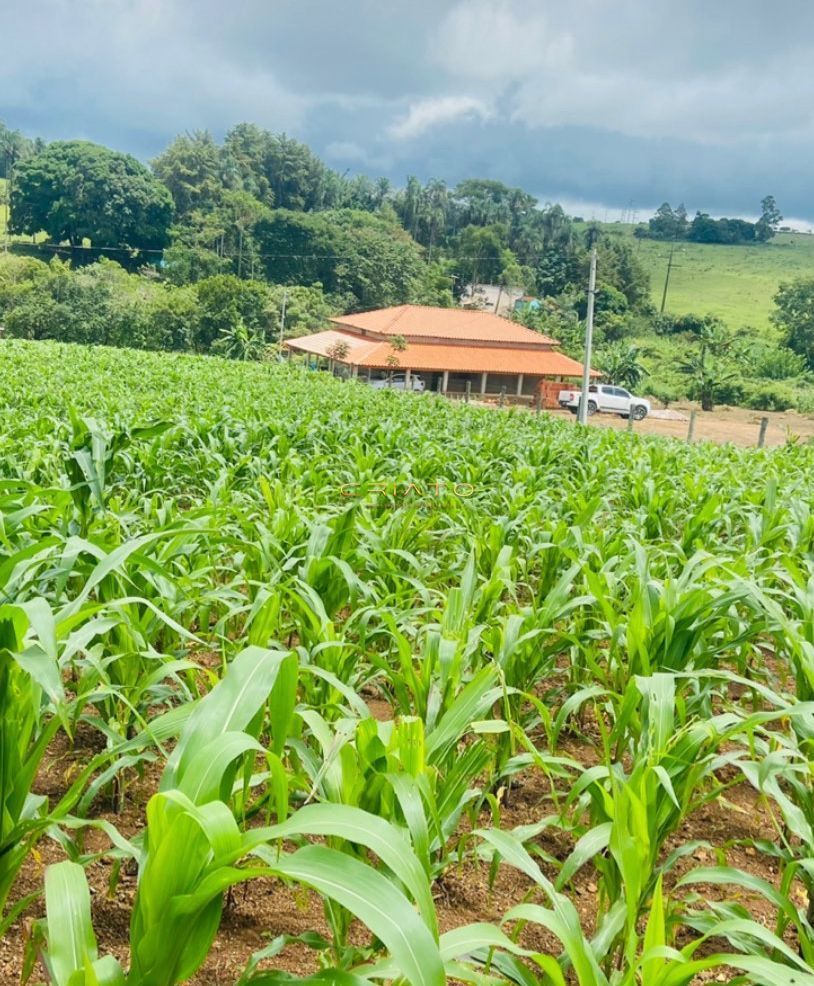 Fazenda à venda com 3 quartos, 9000m² - Foto 4