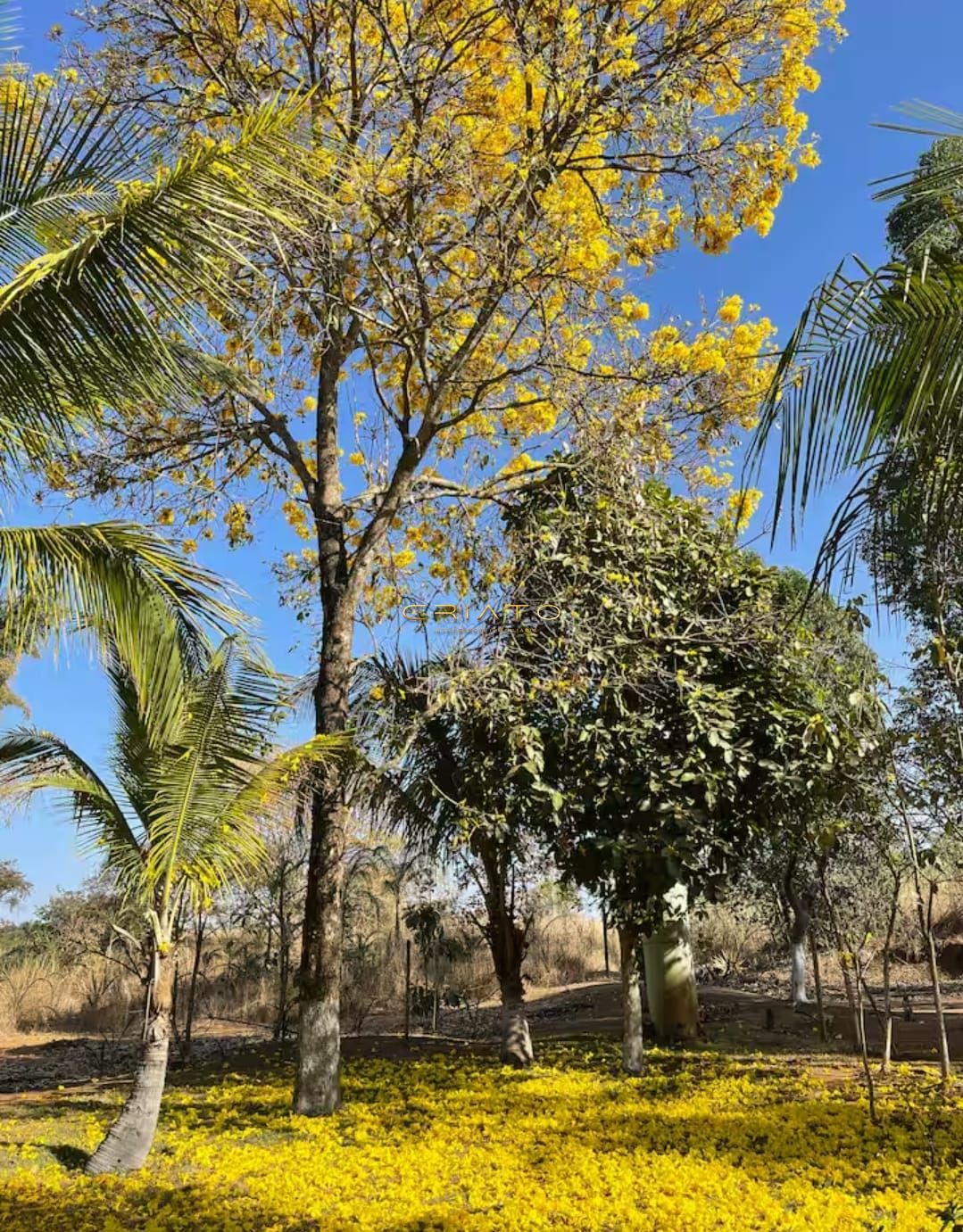 Sítio, 2 quartos, 10 hectares - Foto 23