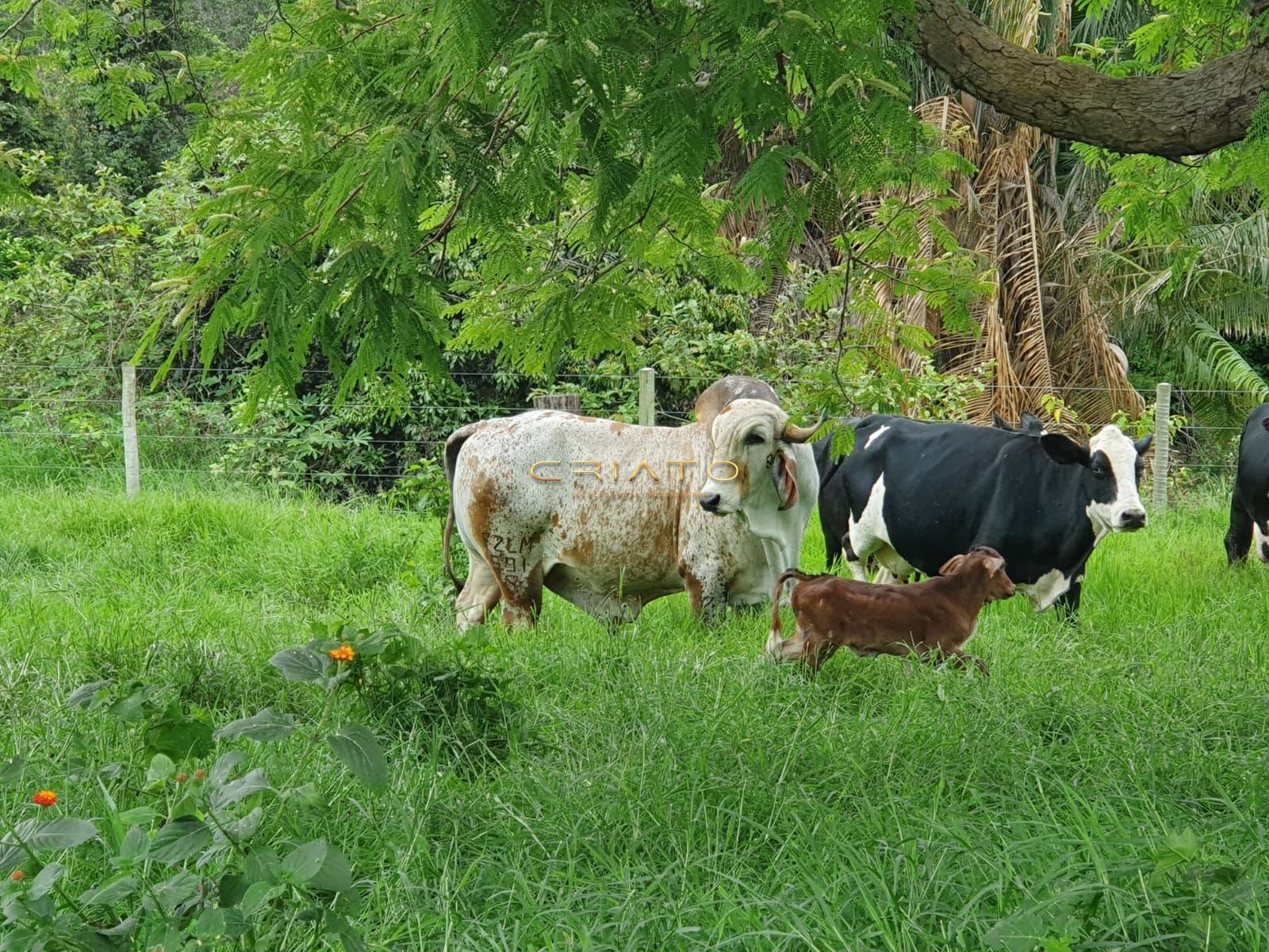 Fazenda em goiás