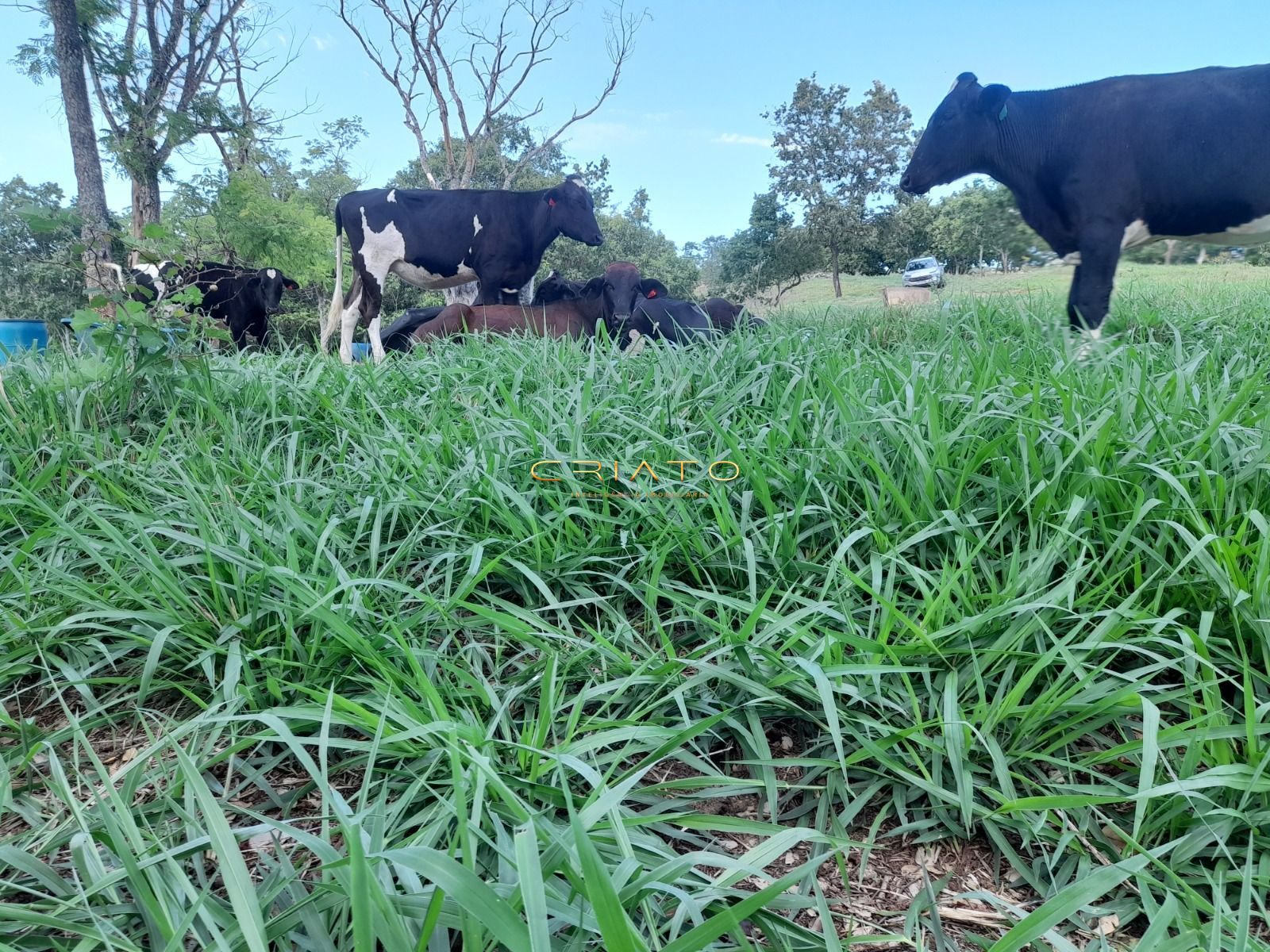 Fazenda, 145 hectares - Foto 3