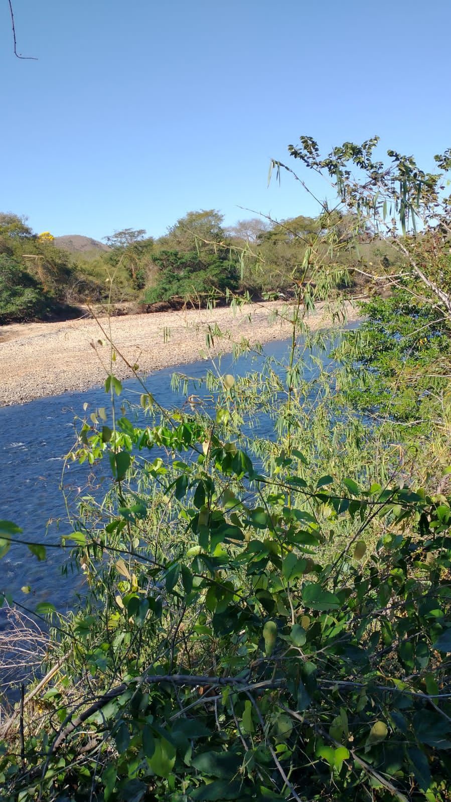 Fazenda a venda 50 mil por alqueire