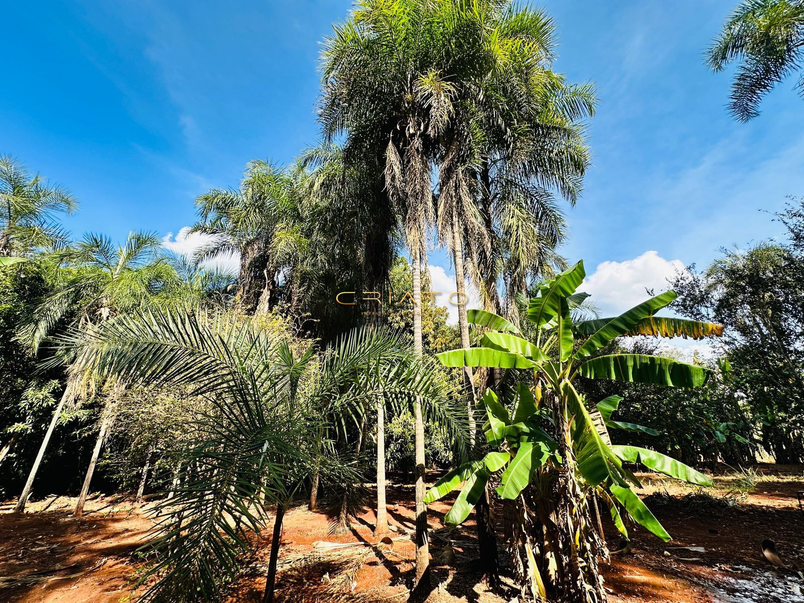 Fazenda à venda com 2 quartos, 40000m² - Foto 27