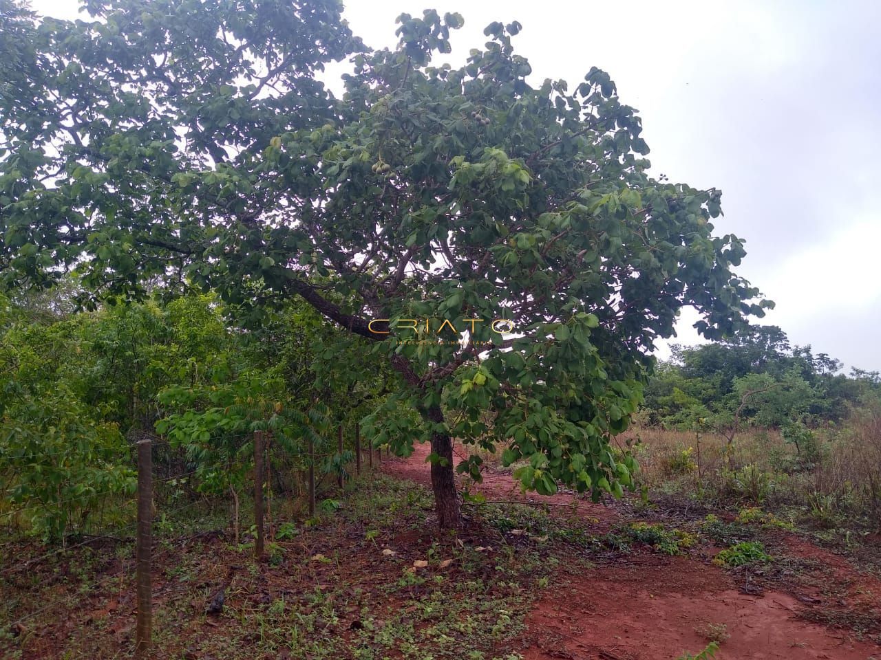 Fazenda-Sítio-Chácara, 20000 hectares - Foto 3