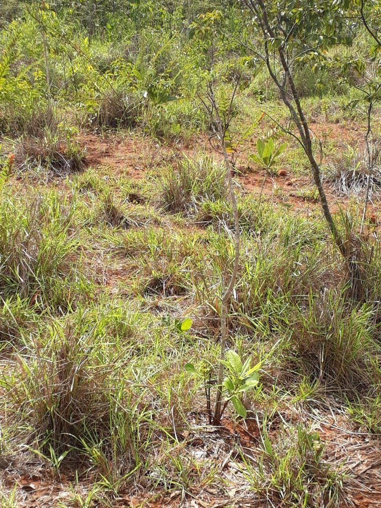 Fazenda/Sítios/Chácaras de 2 quartos, no bairro Nenhum, em Pedra Preta | Eu Corretor