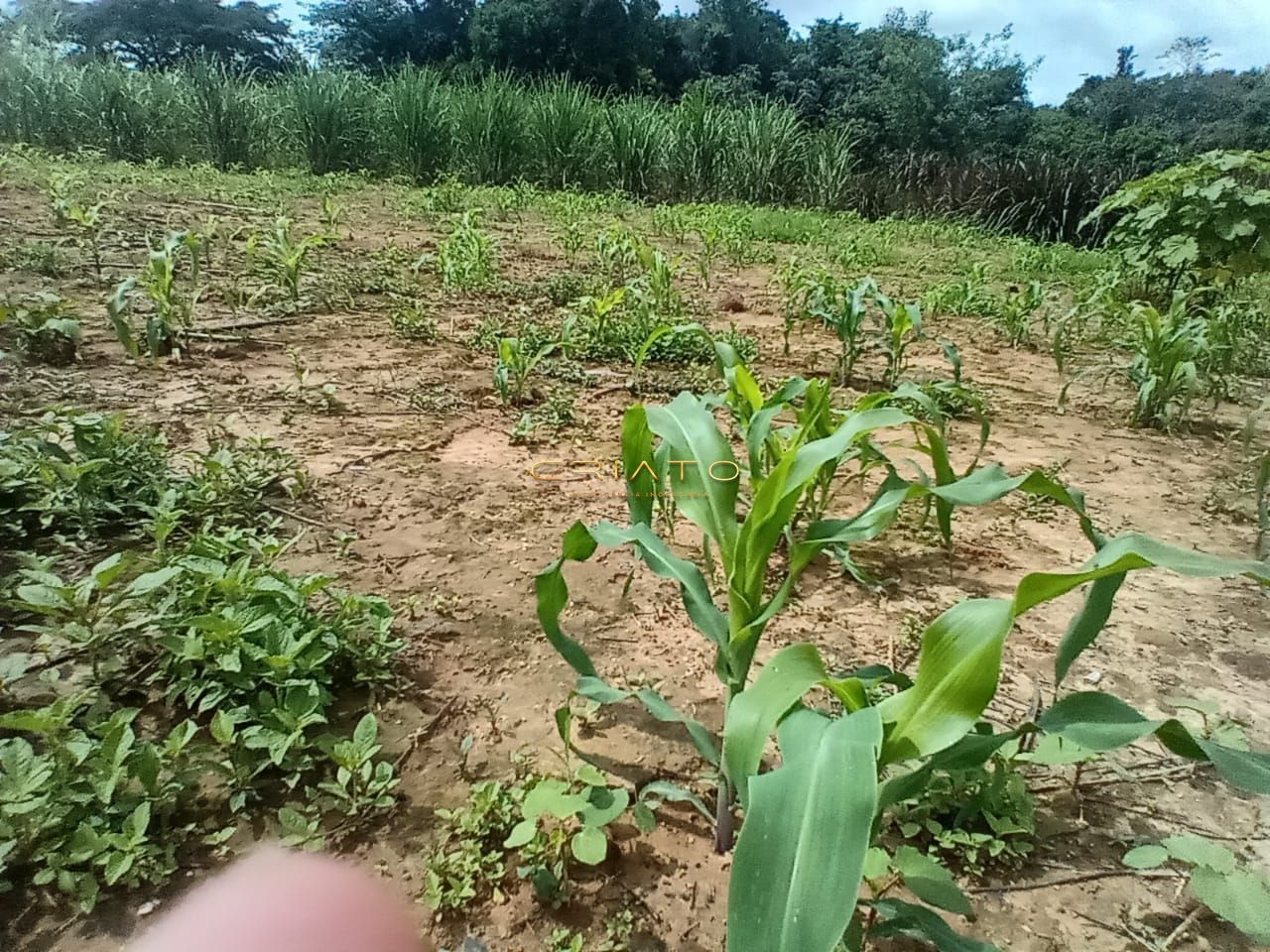 Chácara de 3 quartos, no bairro Zona Rural, em Cocalzinho de Goiás | Eu Corretor