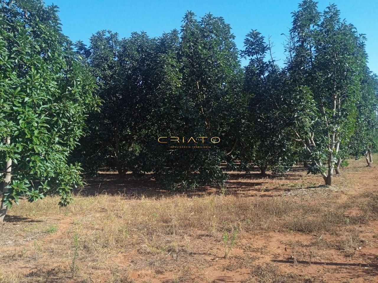 Fazenda-Sítio-Chácara, 4000 m² - Foto 1