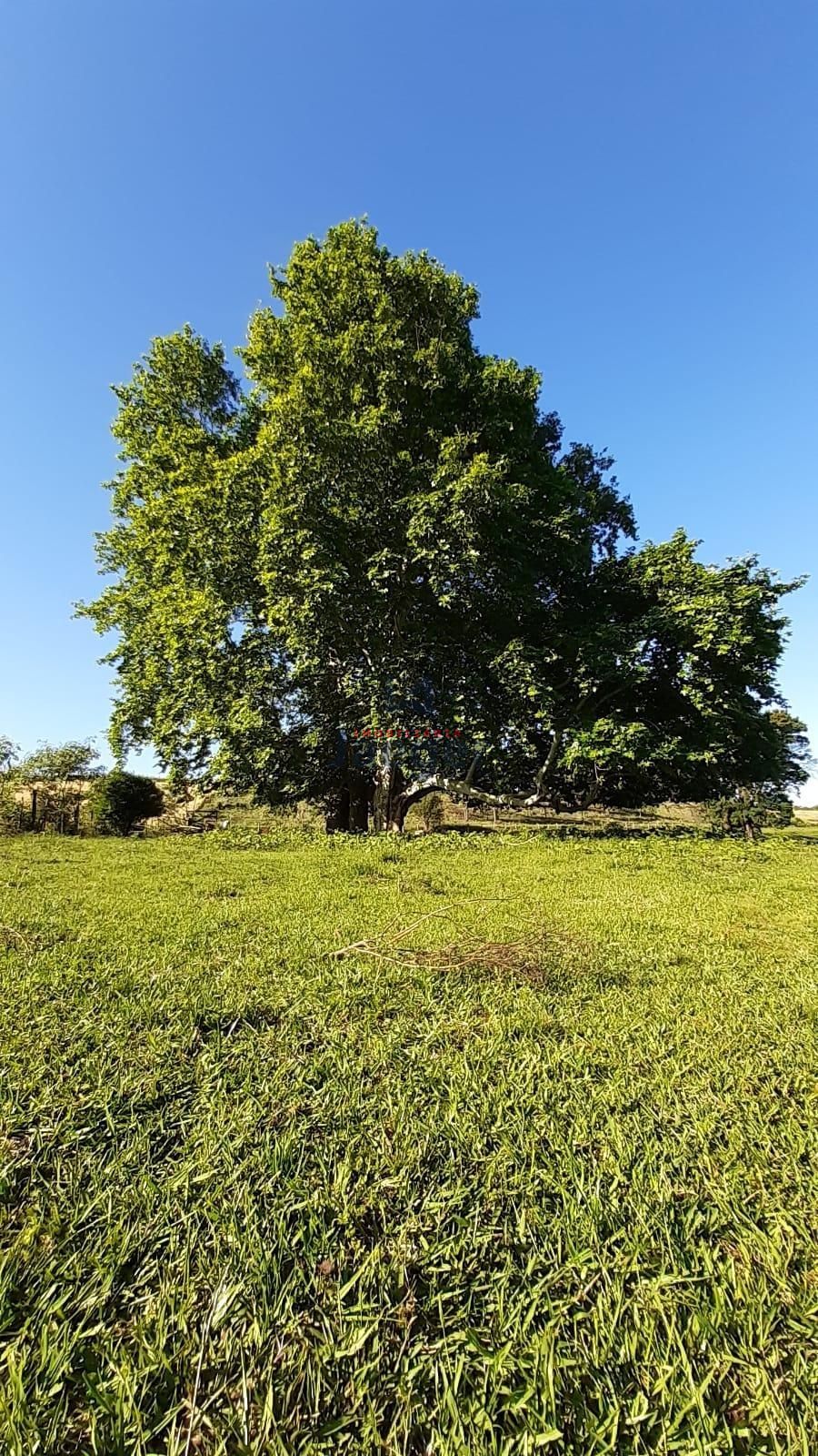 Fazenda à venda com 3 quartos, 79000m² - Foto 27