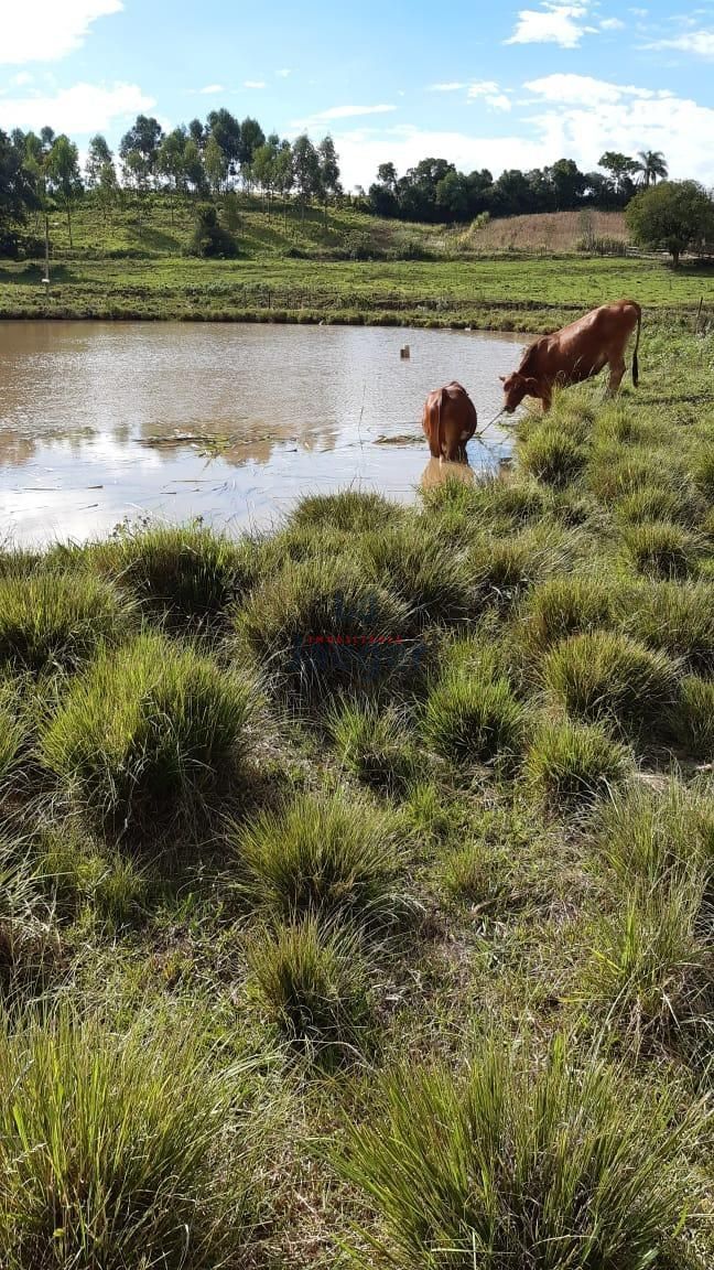 Fazenda à venda com 3 quartos, 79000m² - Foto 5