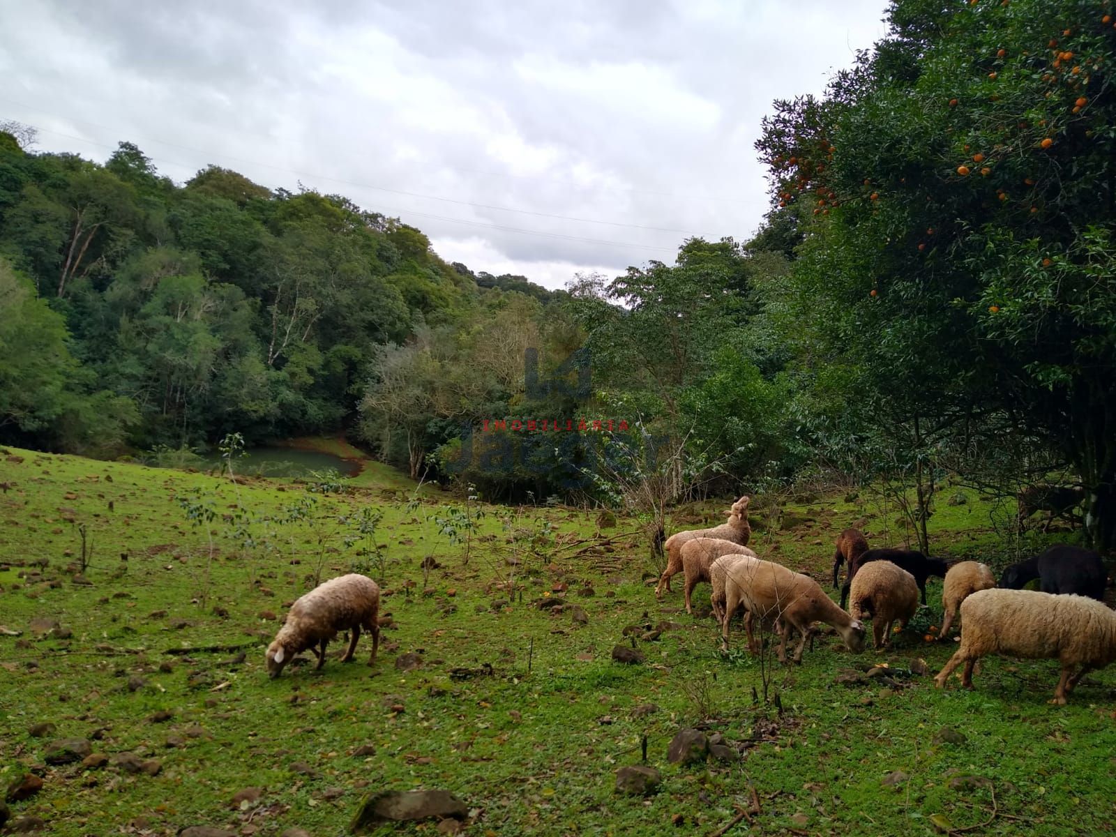 Fazenda à venda com 2 quartos, 150000m² - Foto 6