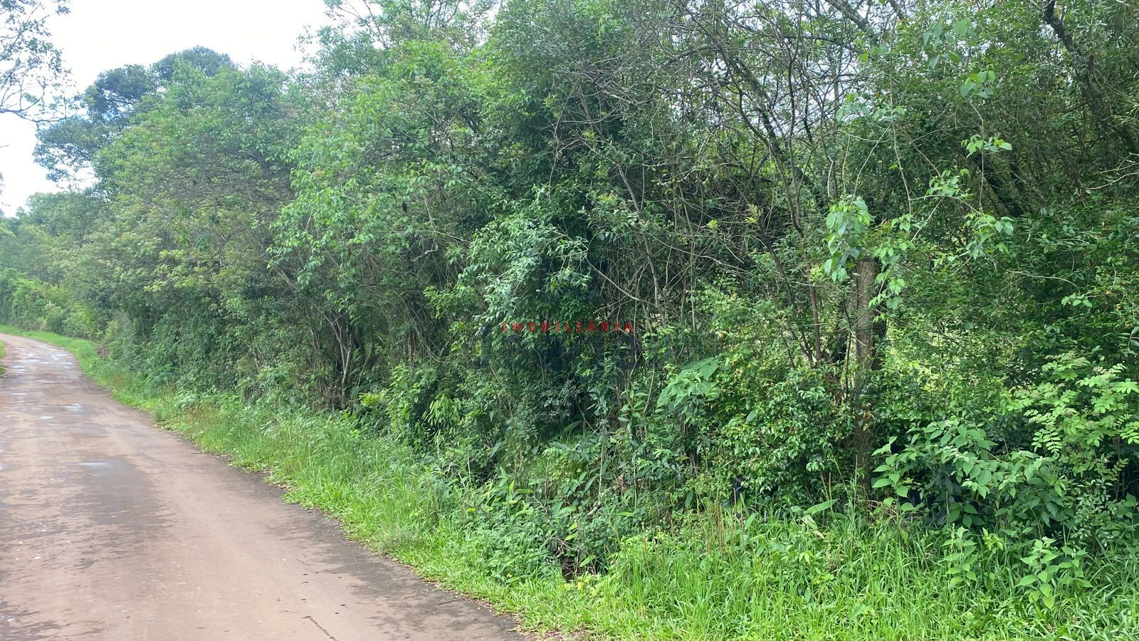 Terreno, 2 hectares - Foto 4