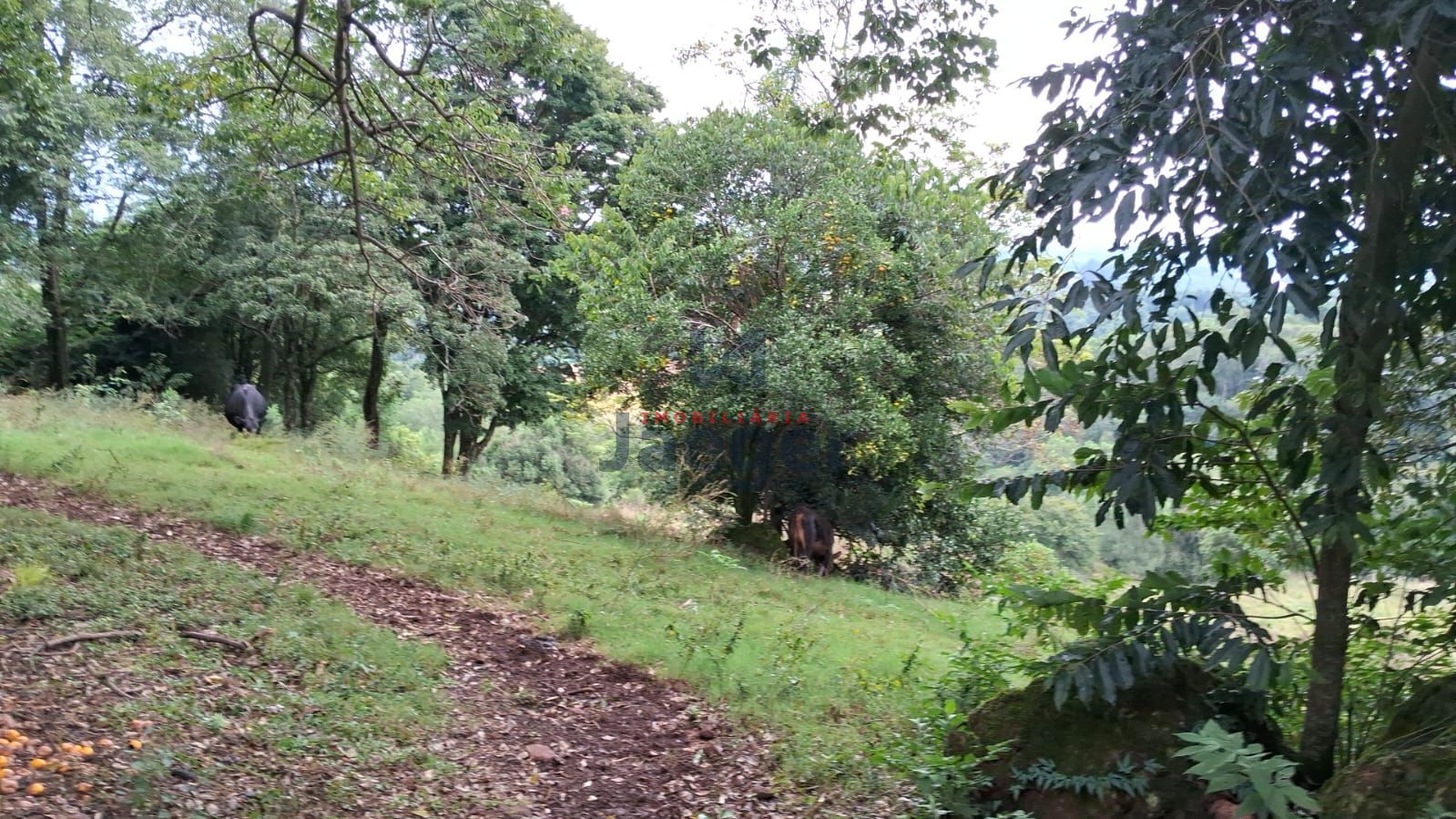 Chácara, 4 hectares - Foto 12