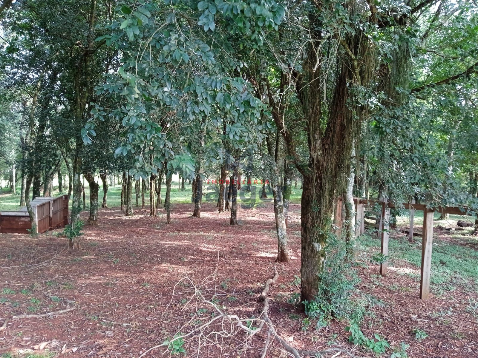 Fazenda à venda com 3 quartos, 15000m² - Foto 16