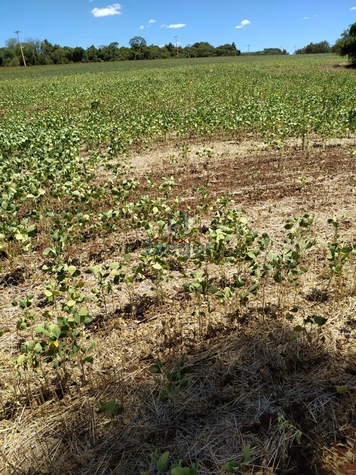 Sítio, 2 hectares - Foto 4