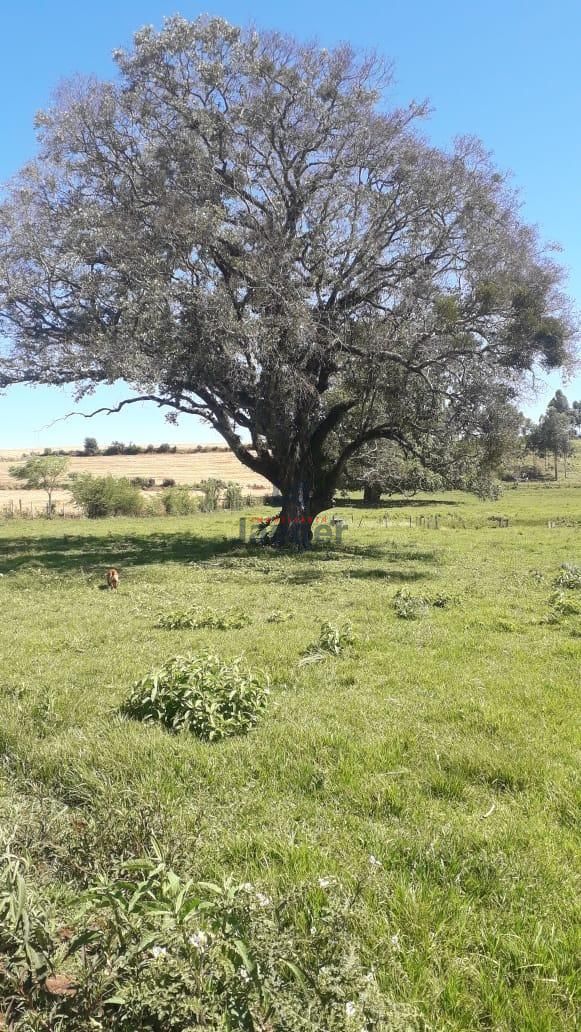 Fazenda à venda com 3 quartos, 79000m² - Foto 17