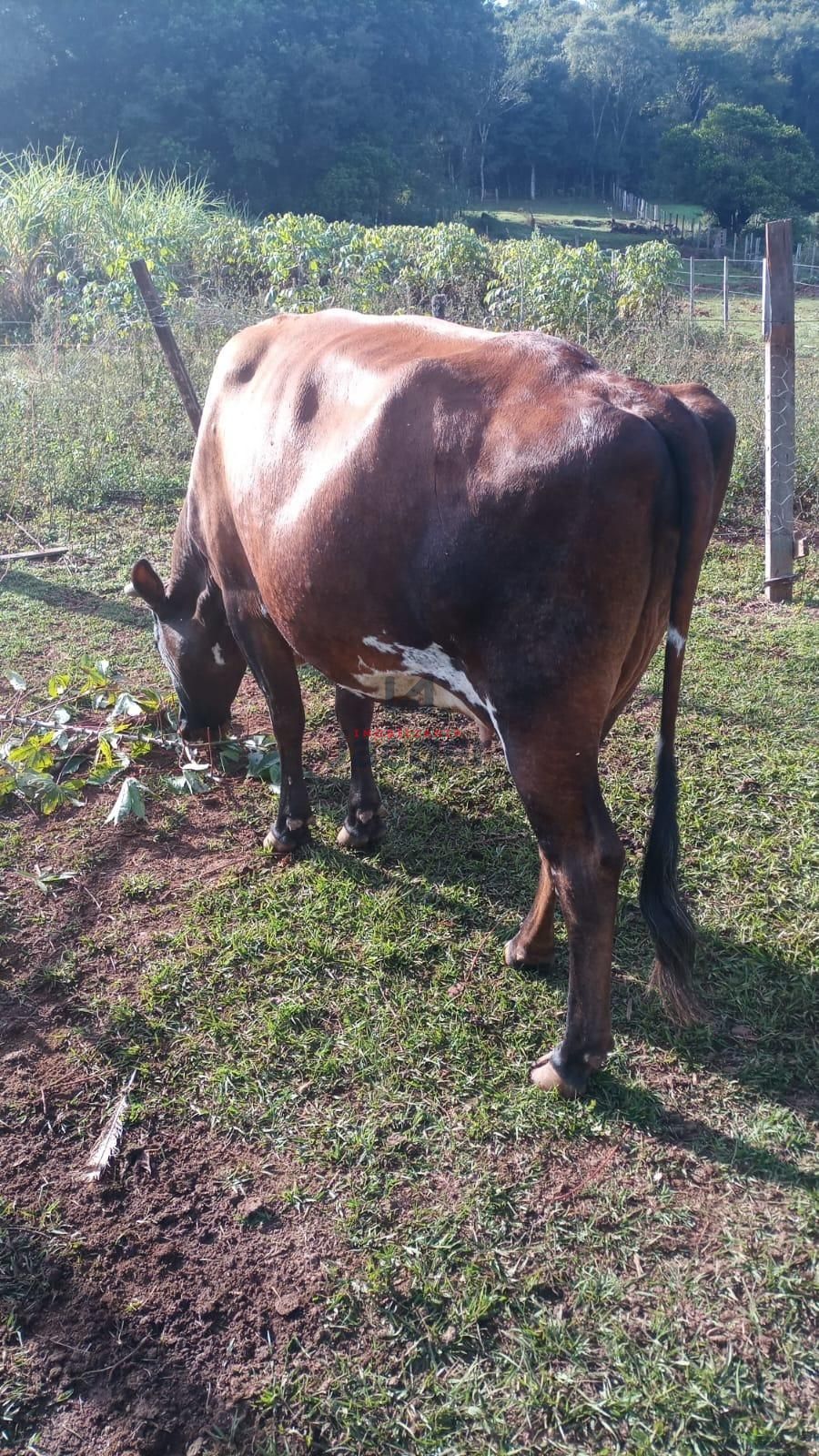 Fazenda à venda com 2 quartos, 22000m² - Foto 19