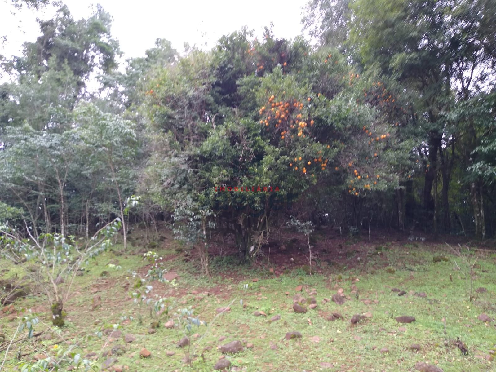 Fazenda à venda com 2 quartos, 150000m² - Foto 5