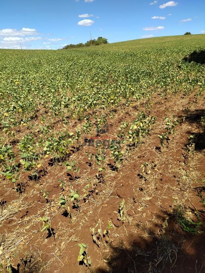 Sítio, 2 hectares - Foto 2