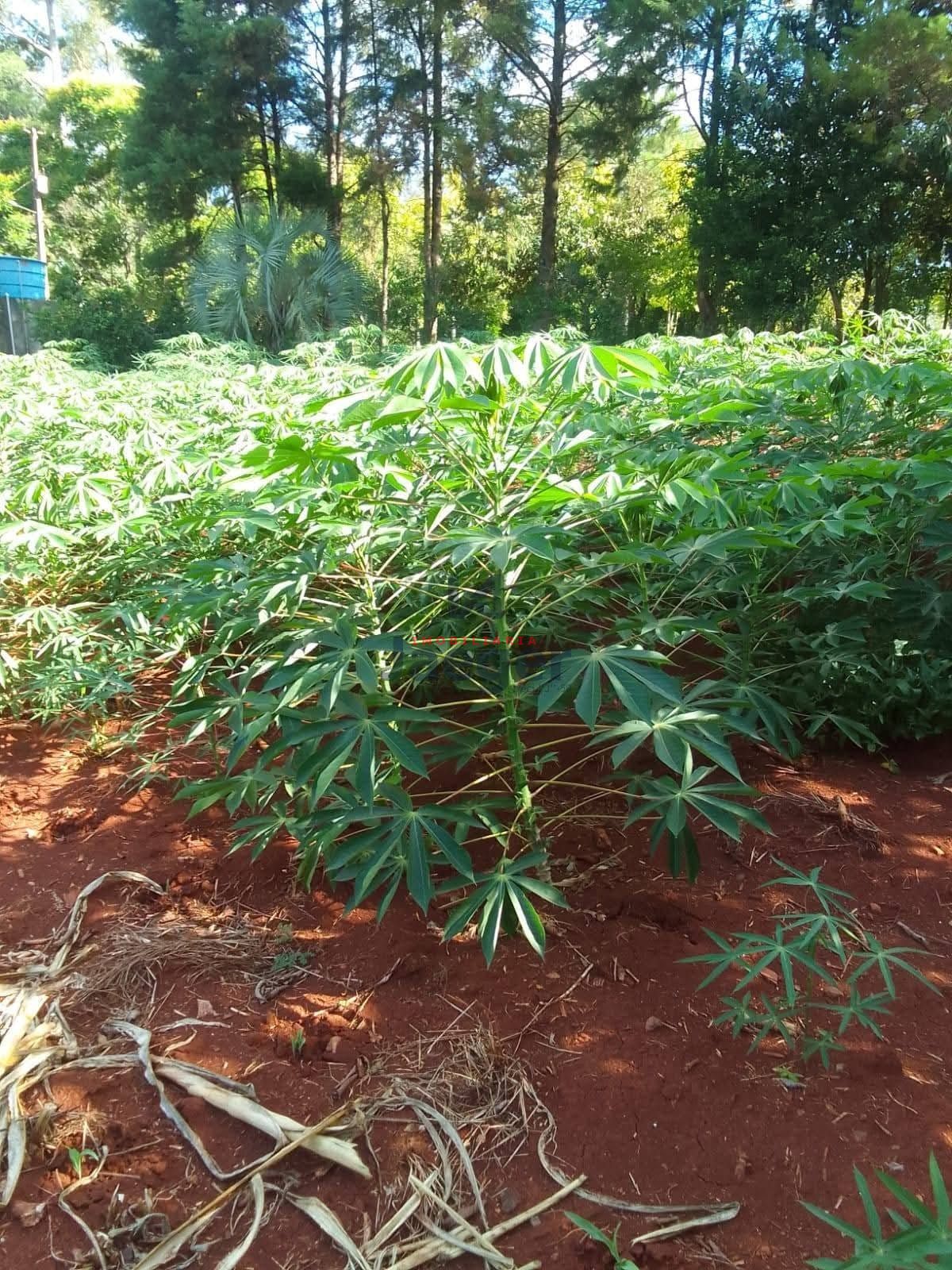 Sítio, 3200 m² - Foto 11