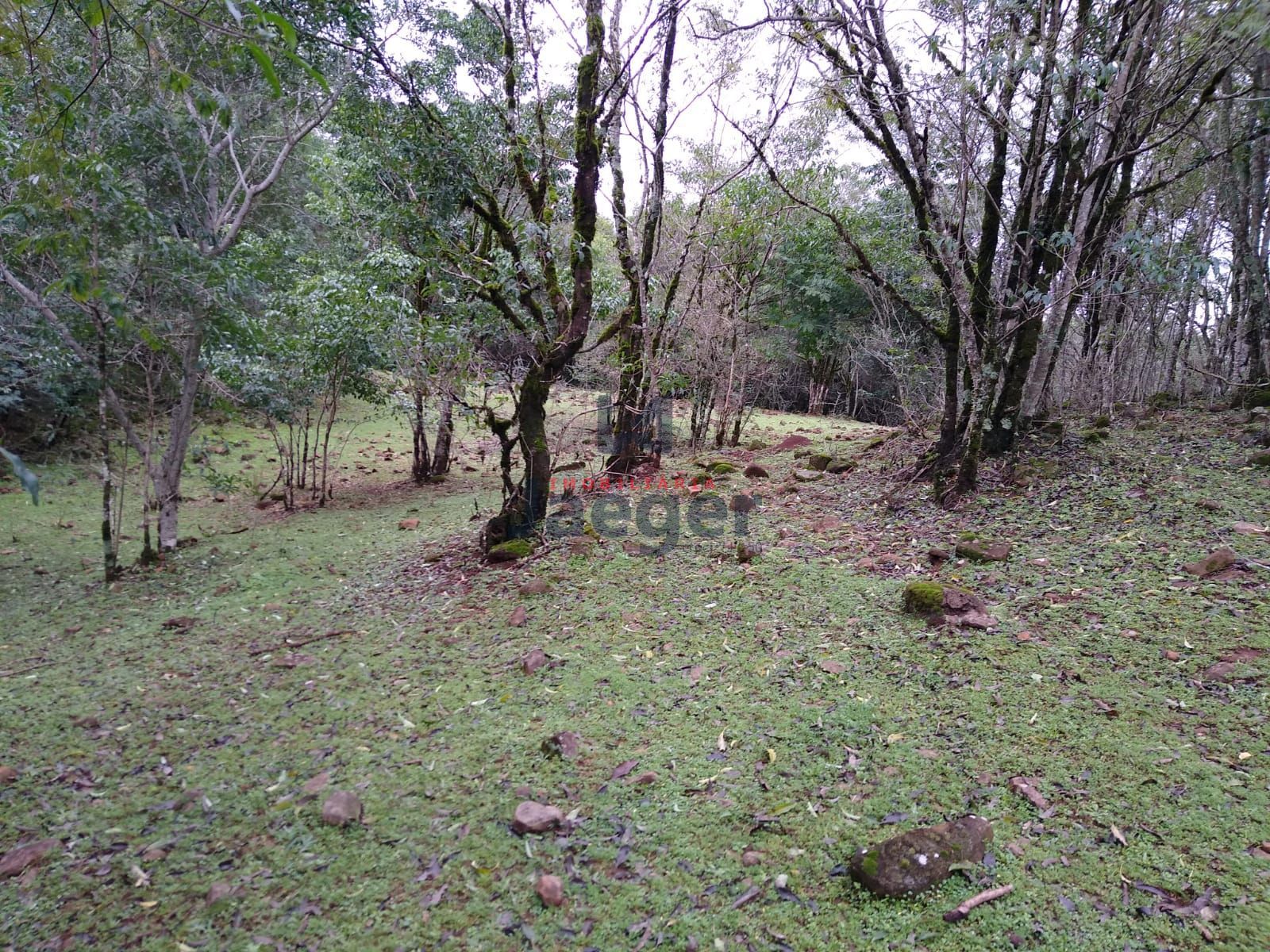 Sítio, 15 hectares - Foto 7