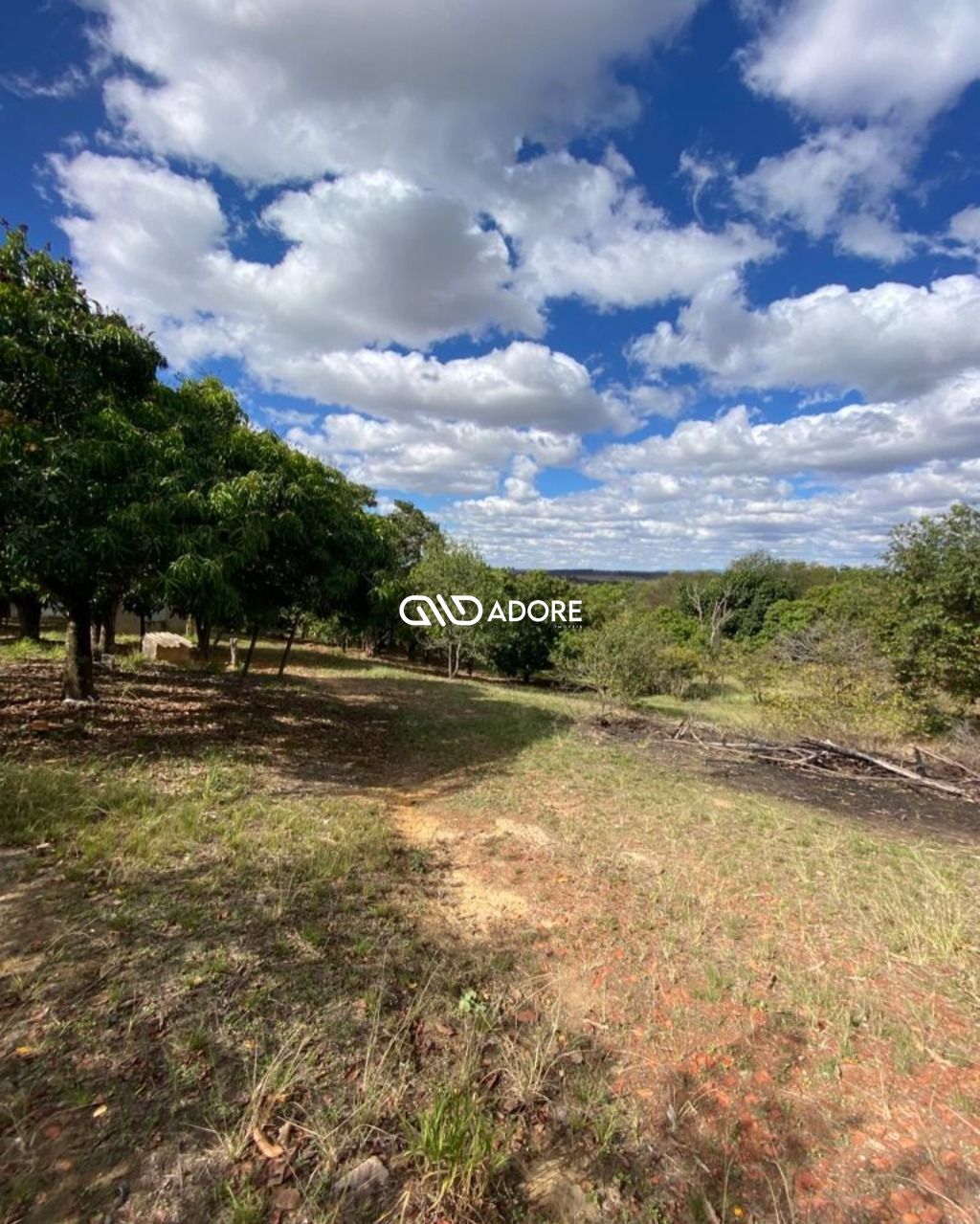 Fazenda à venda com 1 quarto, 6000m² - Foto 7