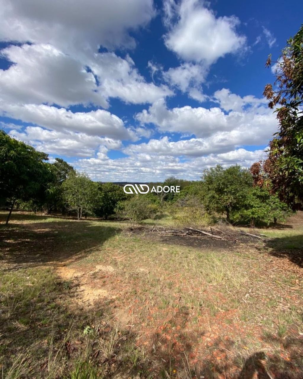 Fazenda à venda com 1 quarto, 6000m² - Foto 6