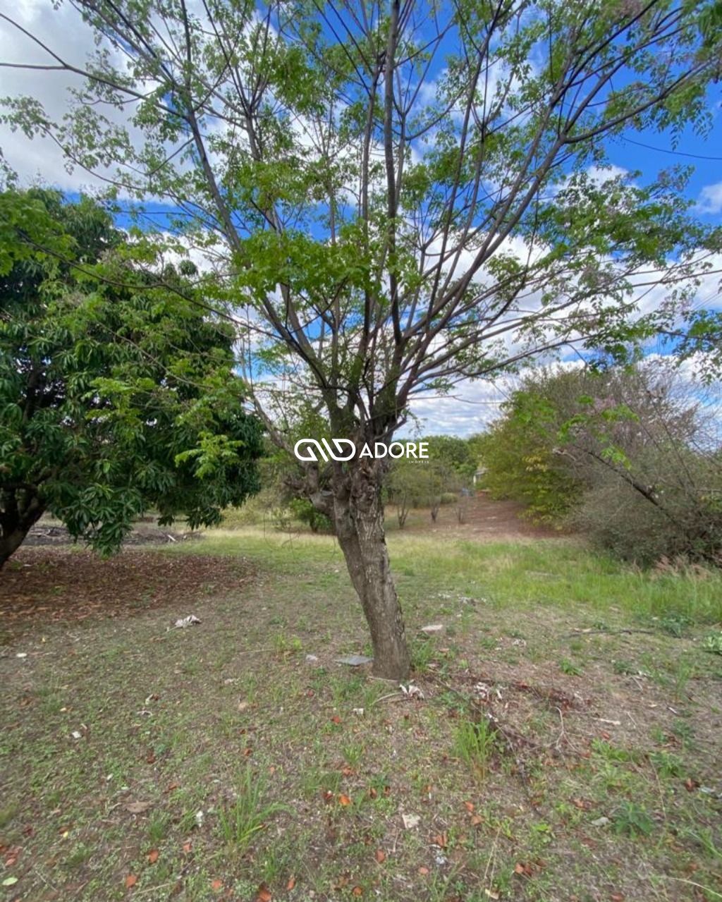 Fazenda à venda com 1 quarto, 6000m² - Foto 3