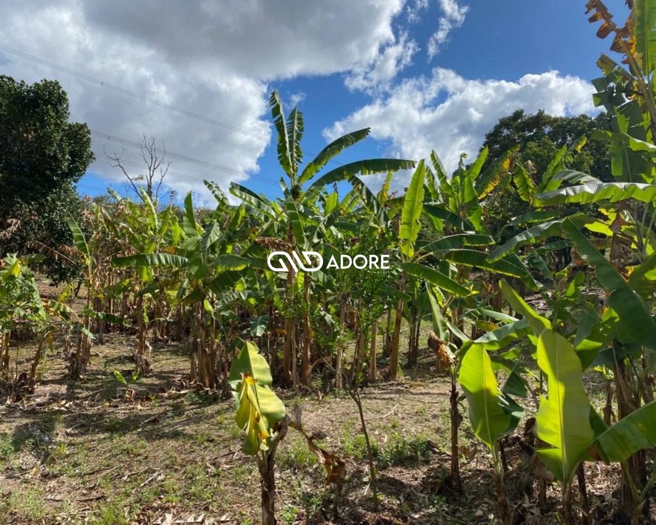 Fazenda à venda com 1 quarto, 6000m² - Foto 9