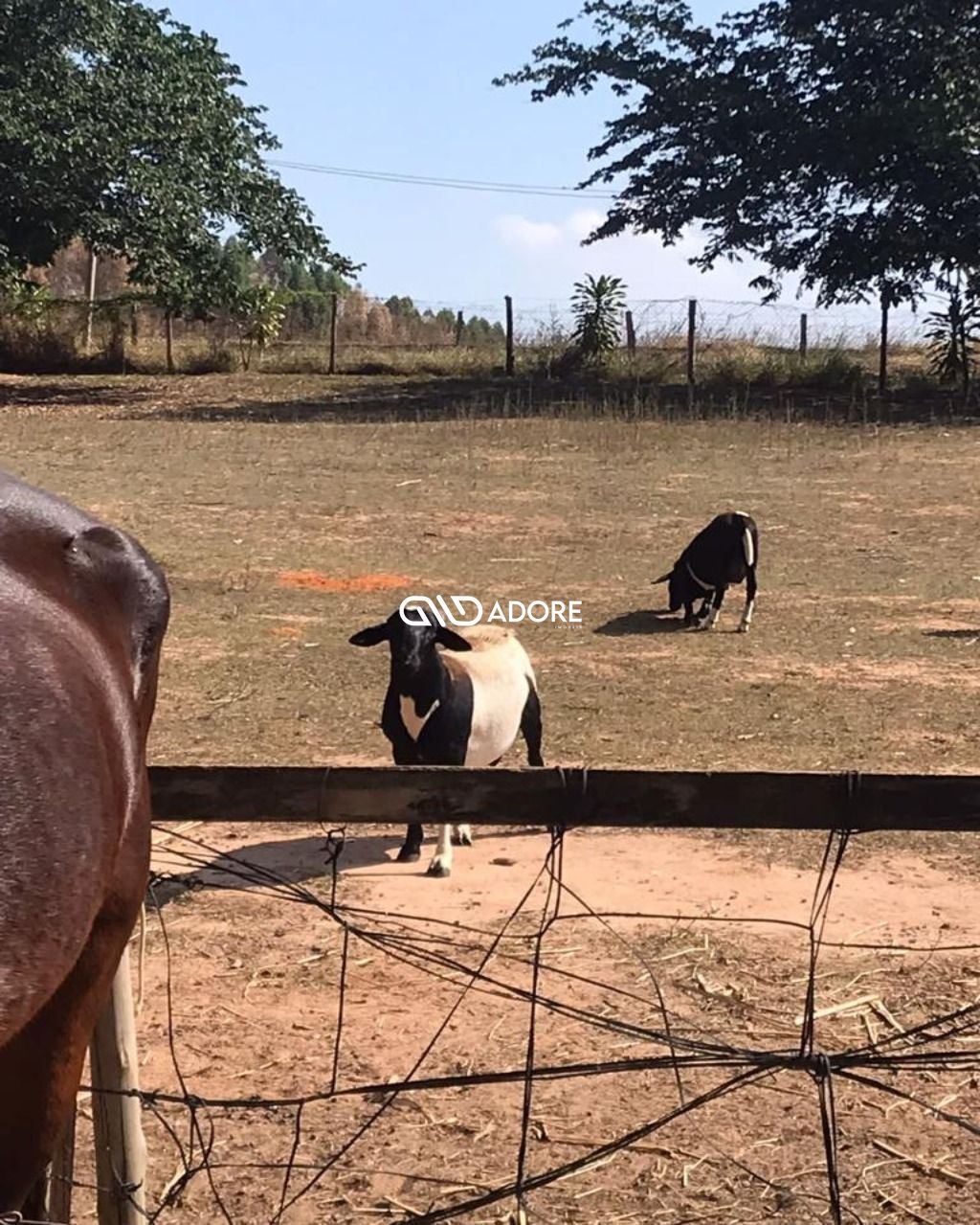 Terreno à venda, 3000m² - Foto 2