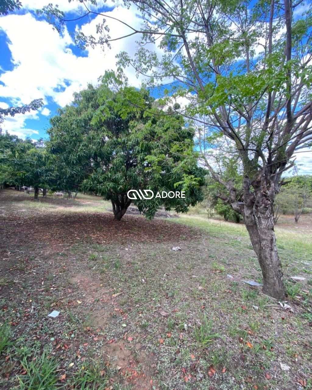 Fazenda à venda com 1 quarto, 6000m² - Foto 4