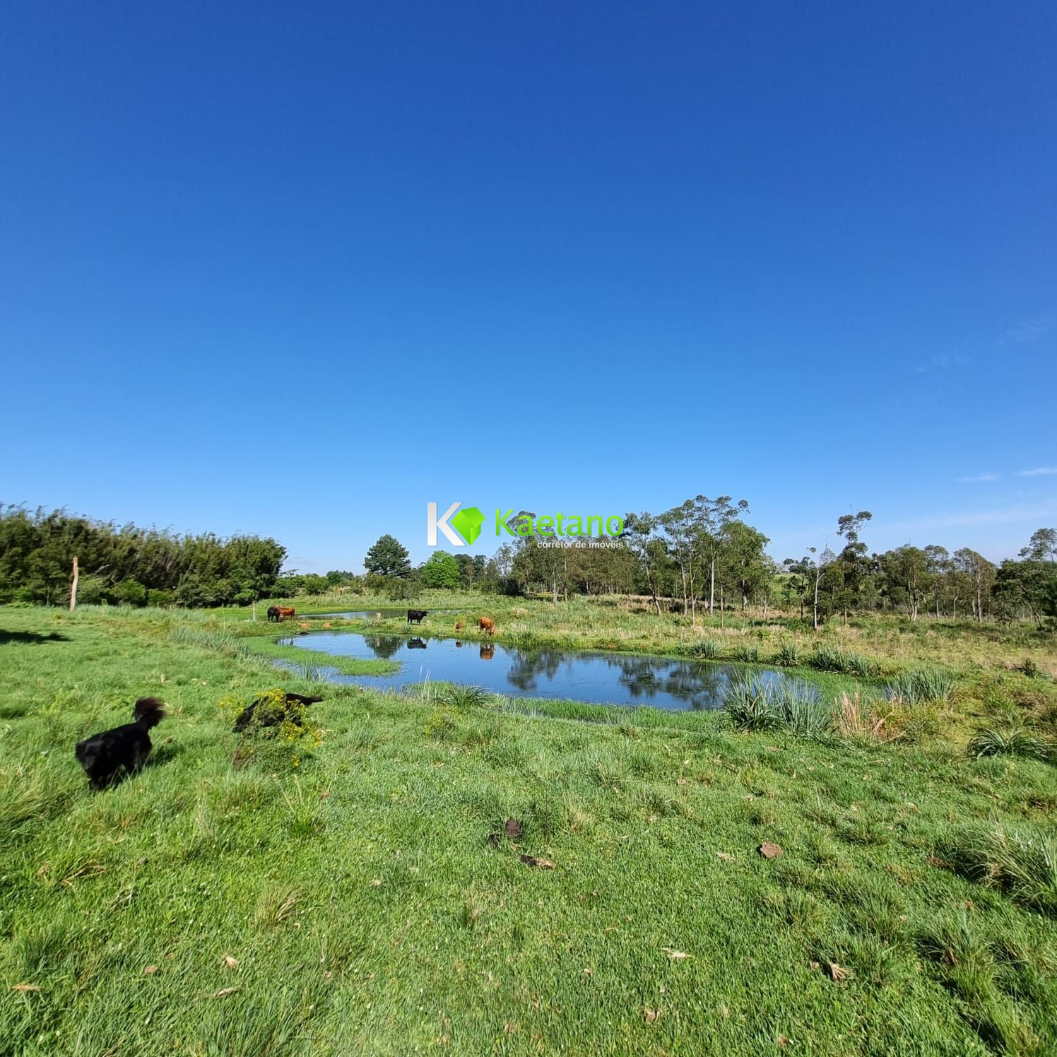 Fazenda à venda com 5 quartos, 200m² - Foto 12