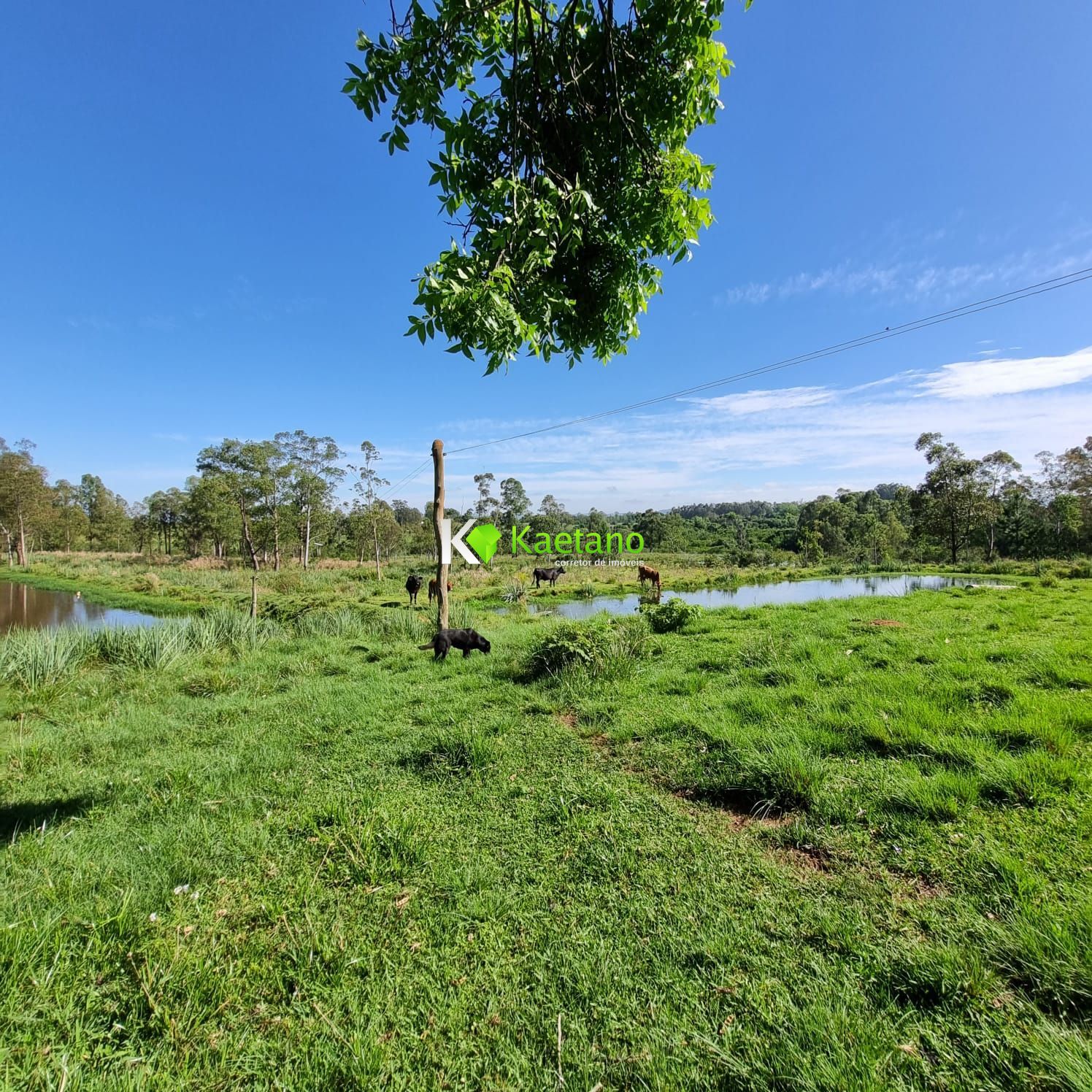 Fazenda à venda com 5 quartos, 200m² - Foto 14