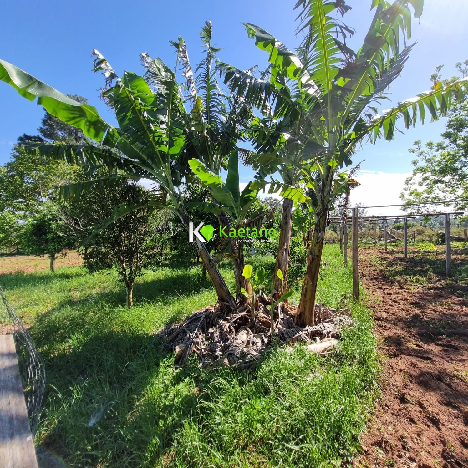 Fazenda à venda com 5 quartos, 200m² - Foto 20