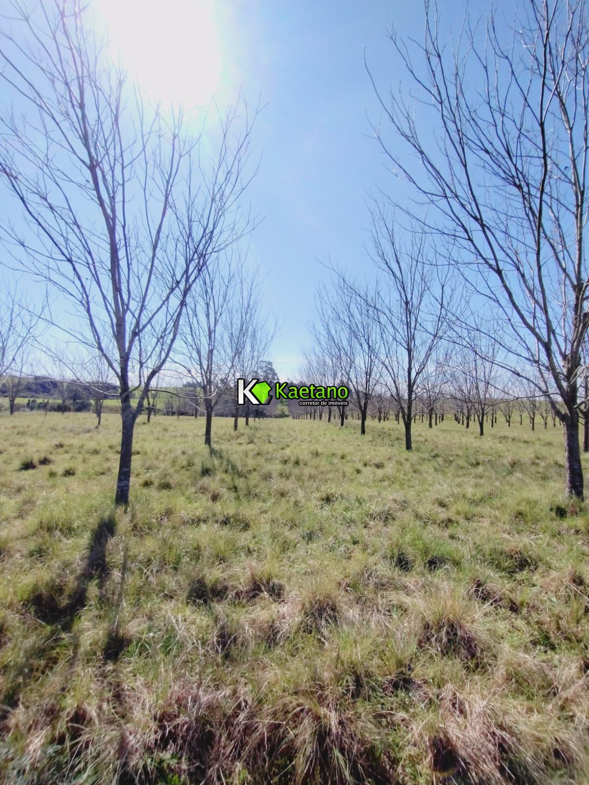 Chácara, 3 quartos, 12 hectares - Foto 14