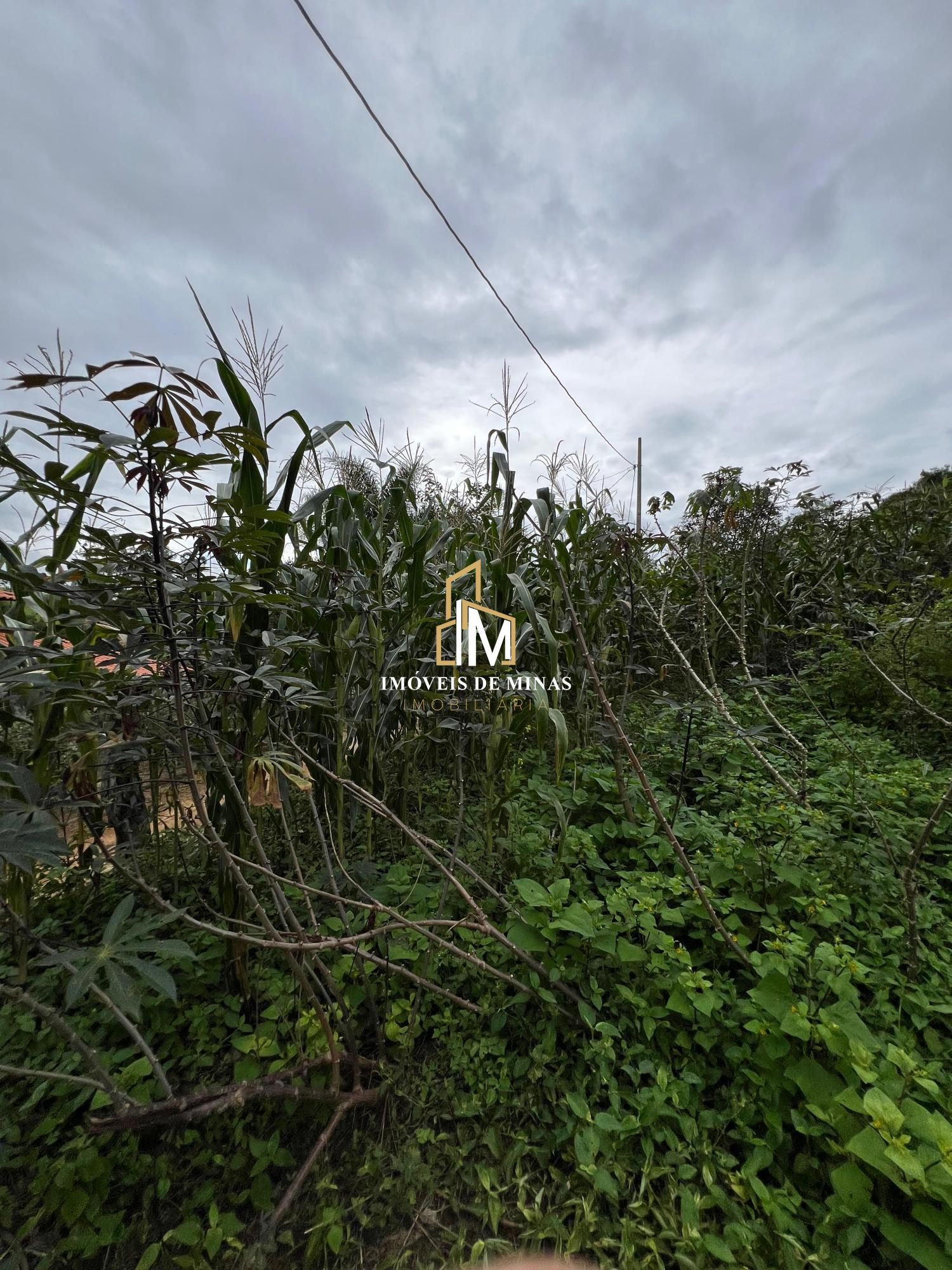 Fazenda à venda com 3 quartos, 19000m² - Foto 19