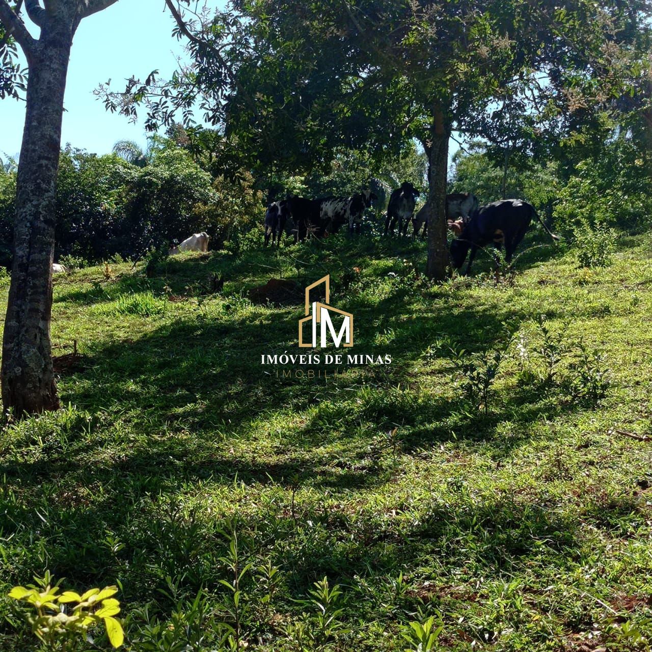 img30297987