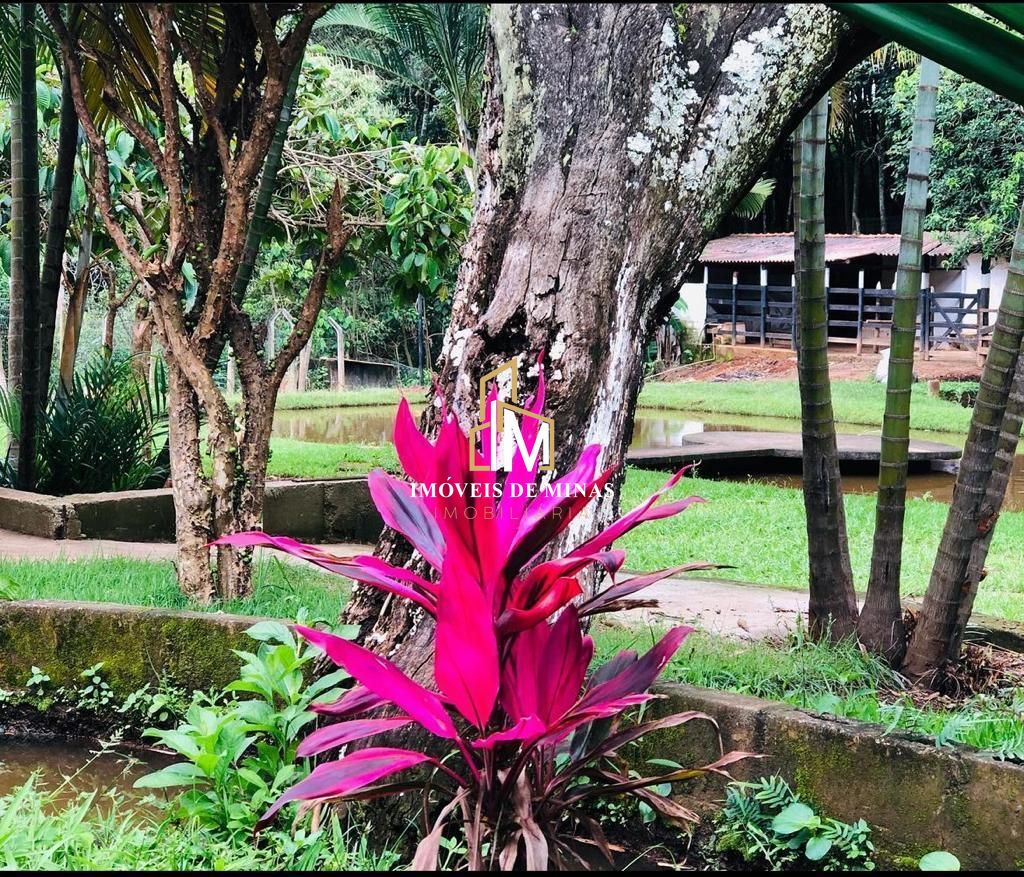 Fazenda à venda com 4 quartos, 16000m² - Foto 12