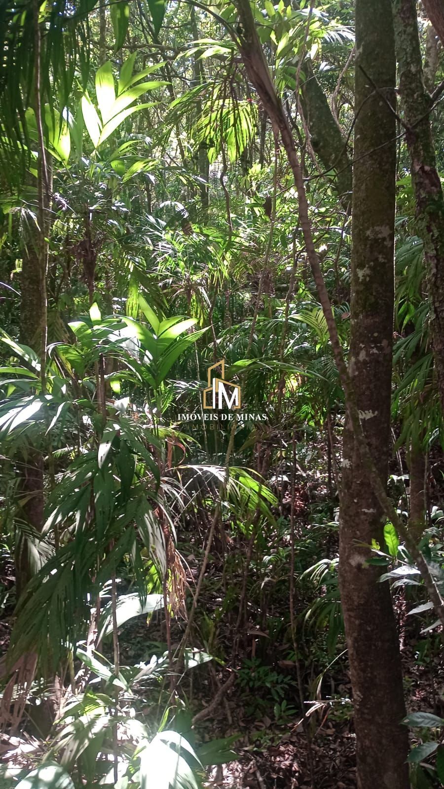 img33048104