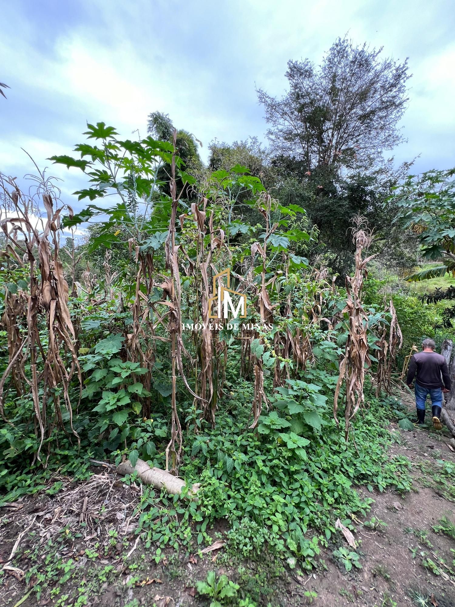 Fazenda à venda com 3 quartos, 19000m² - Foto 26