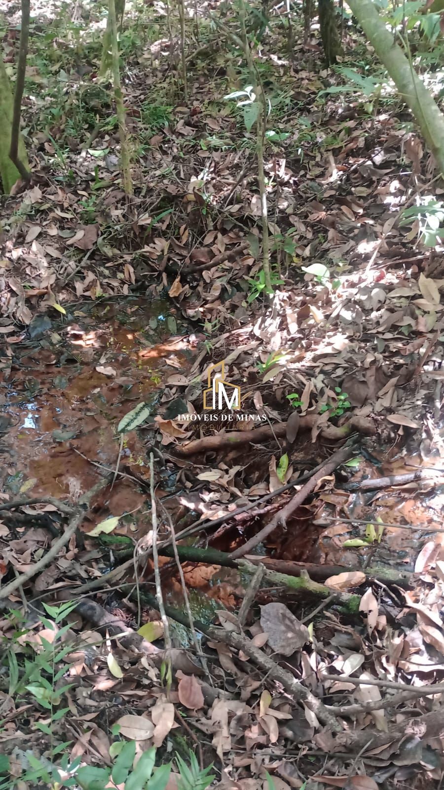 img33048097