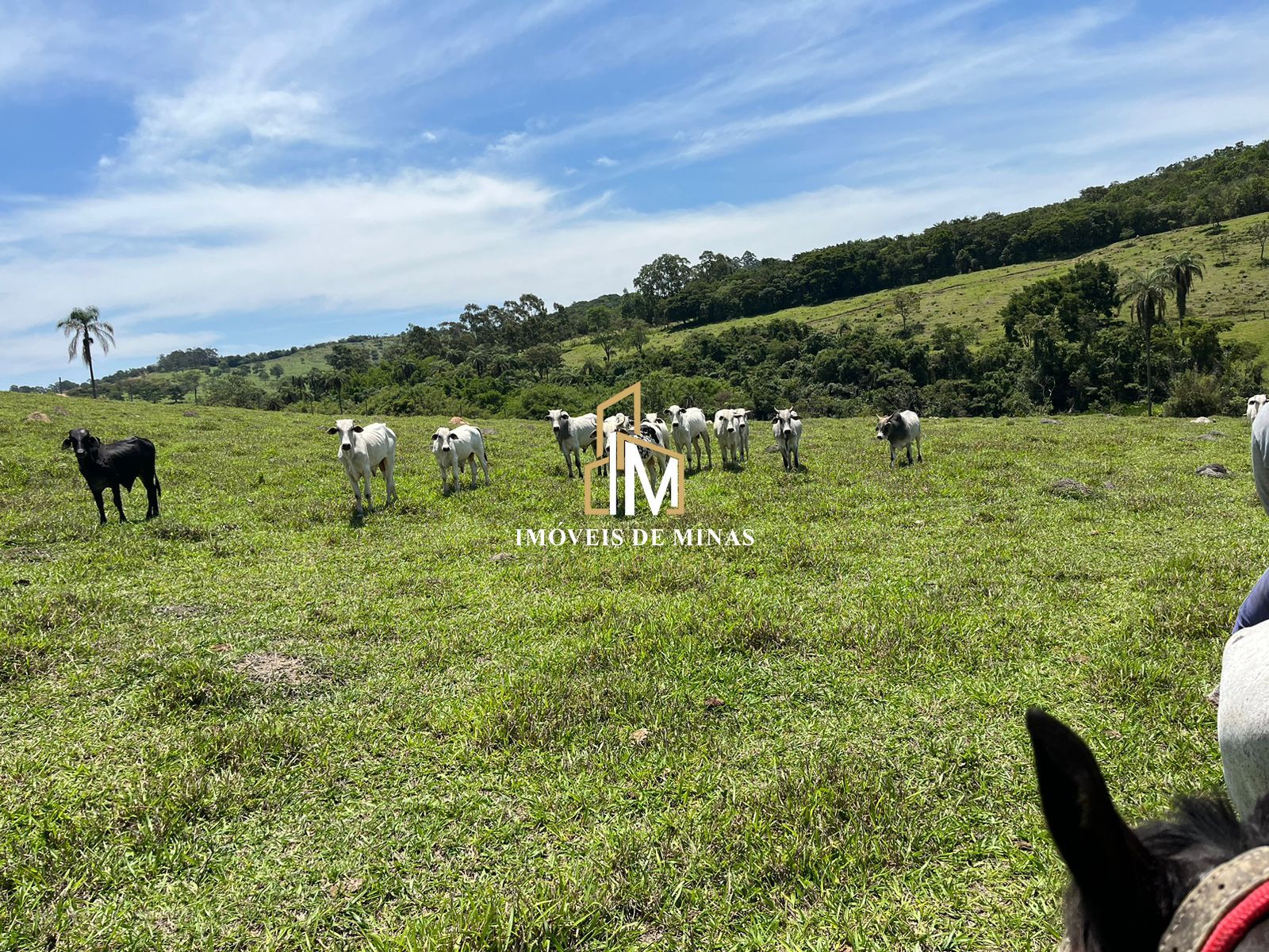 Fazenda à venda com 7 quartos, 14600000000m² - Foto 20