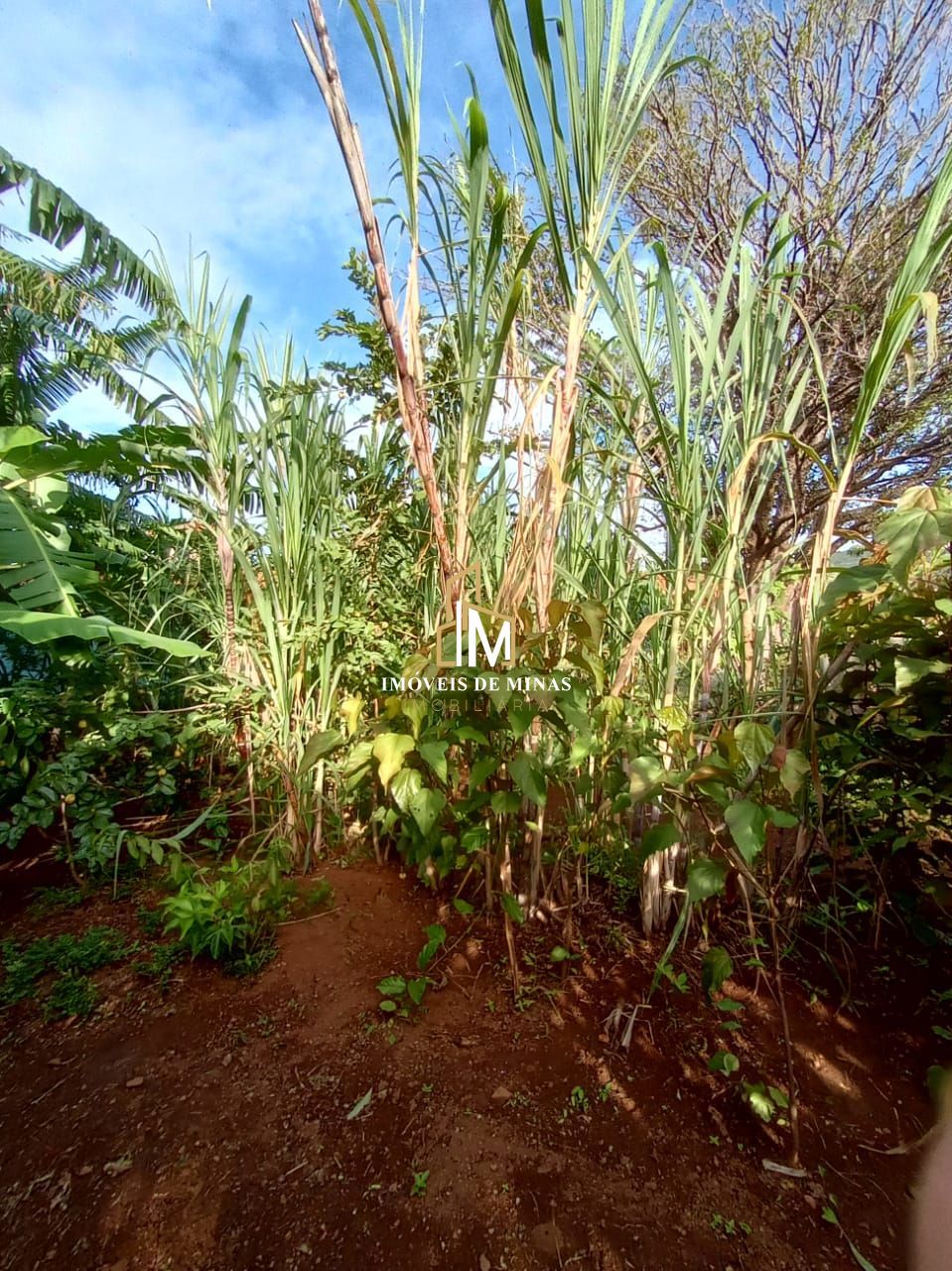 Sítio à venda com 1 quarto, 1000m² - Foto 7