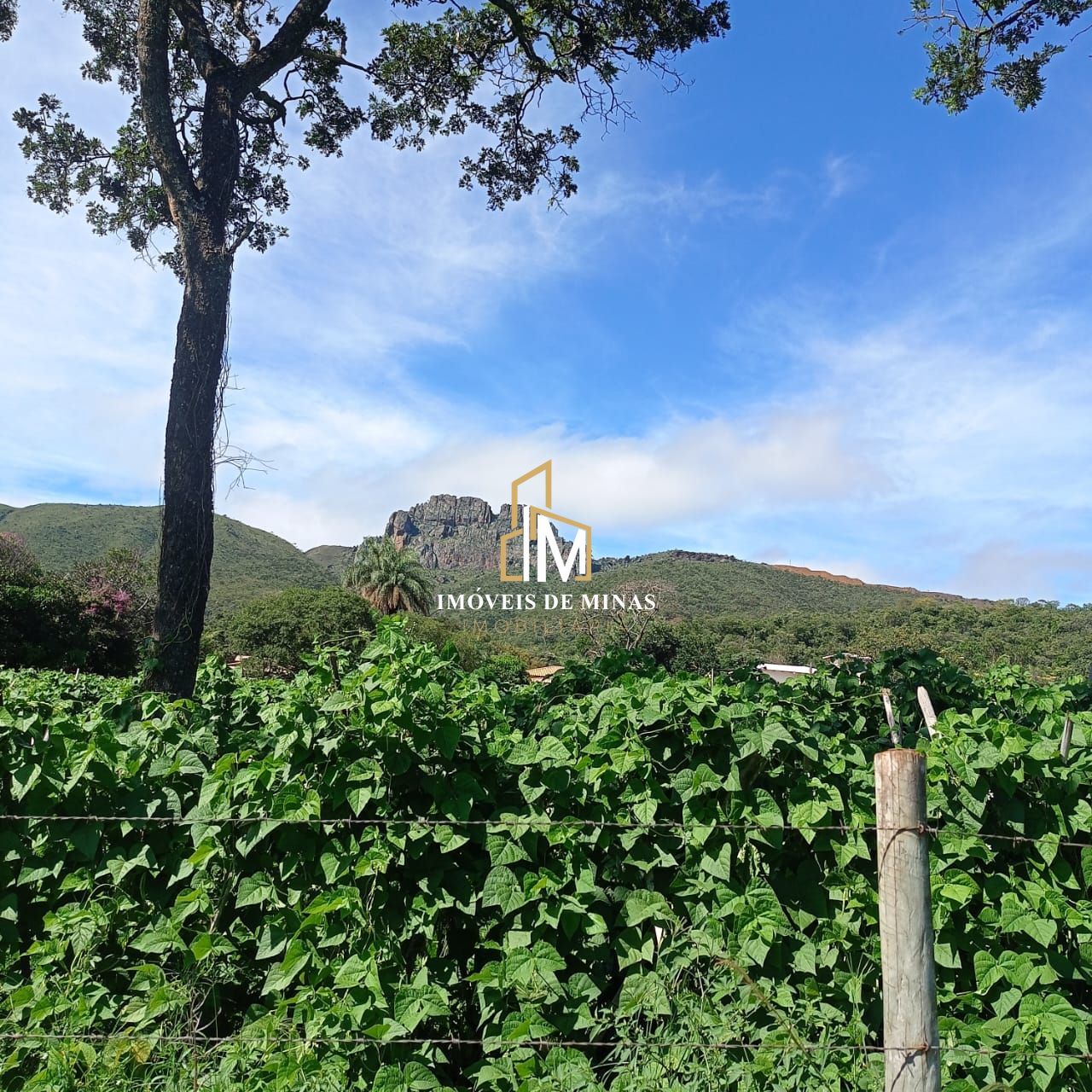 img30297983